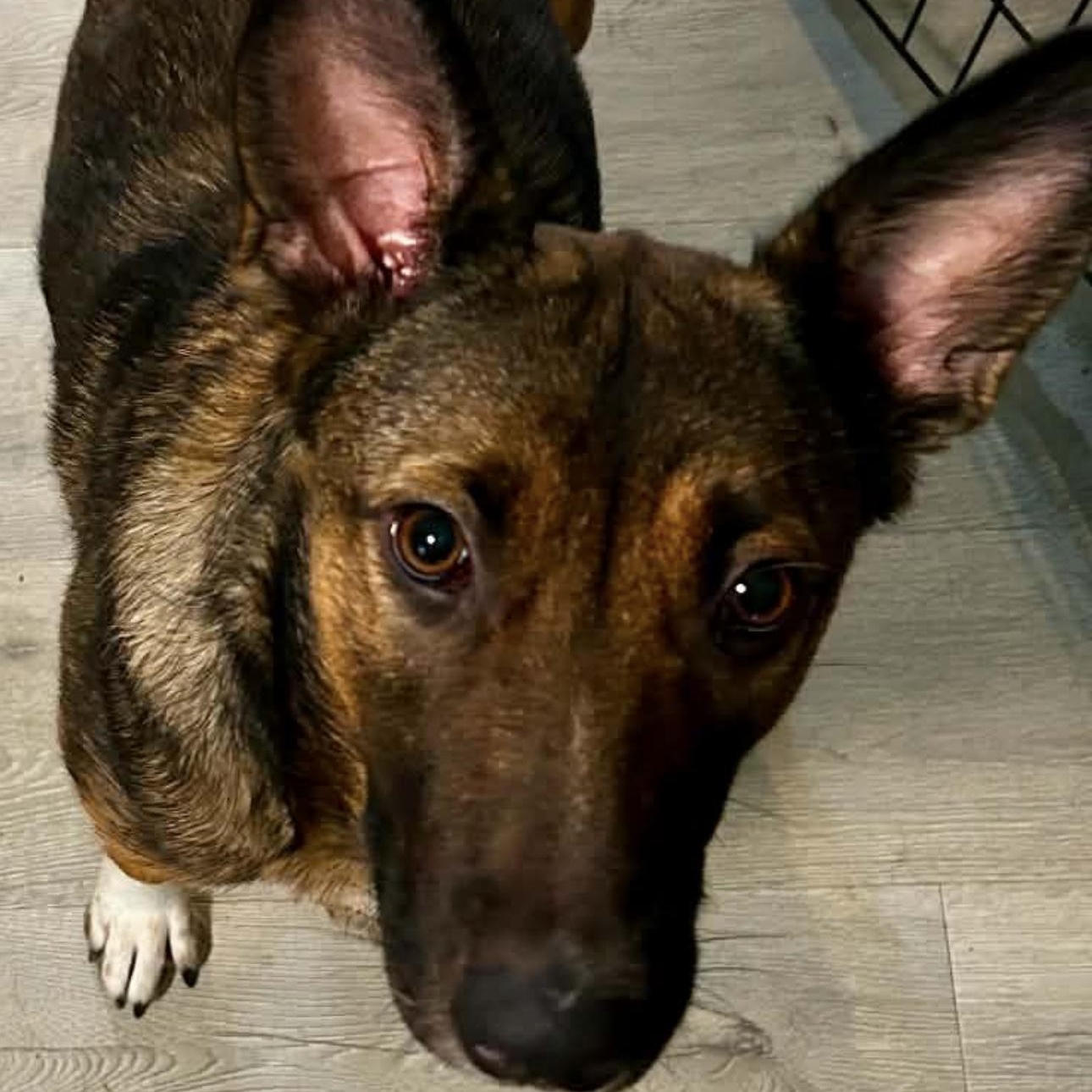2154 Roxy, a ADOPTABLE Dutch Shepherd in Springfield, MO image 4/4