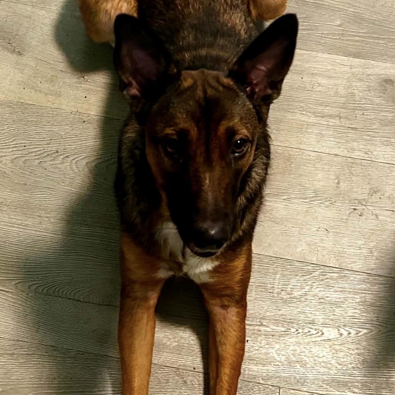 2154 Roxy, ADOPTABLE, Adult Female Dutch Shepherd.