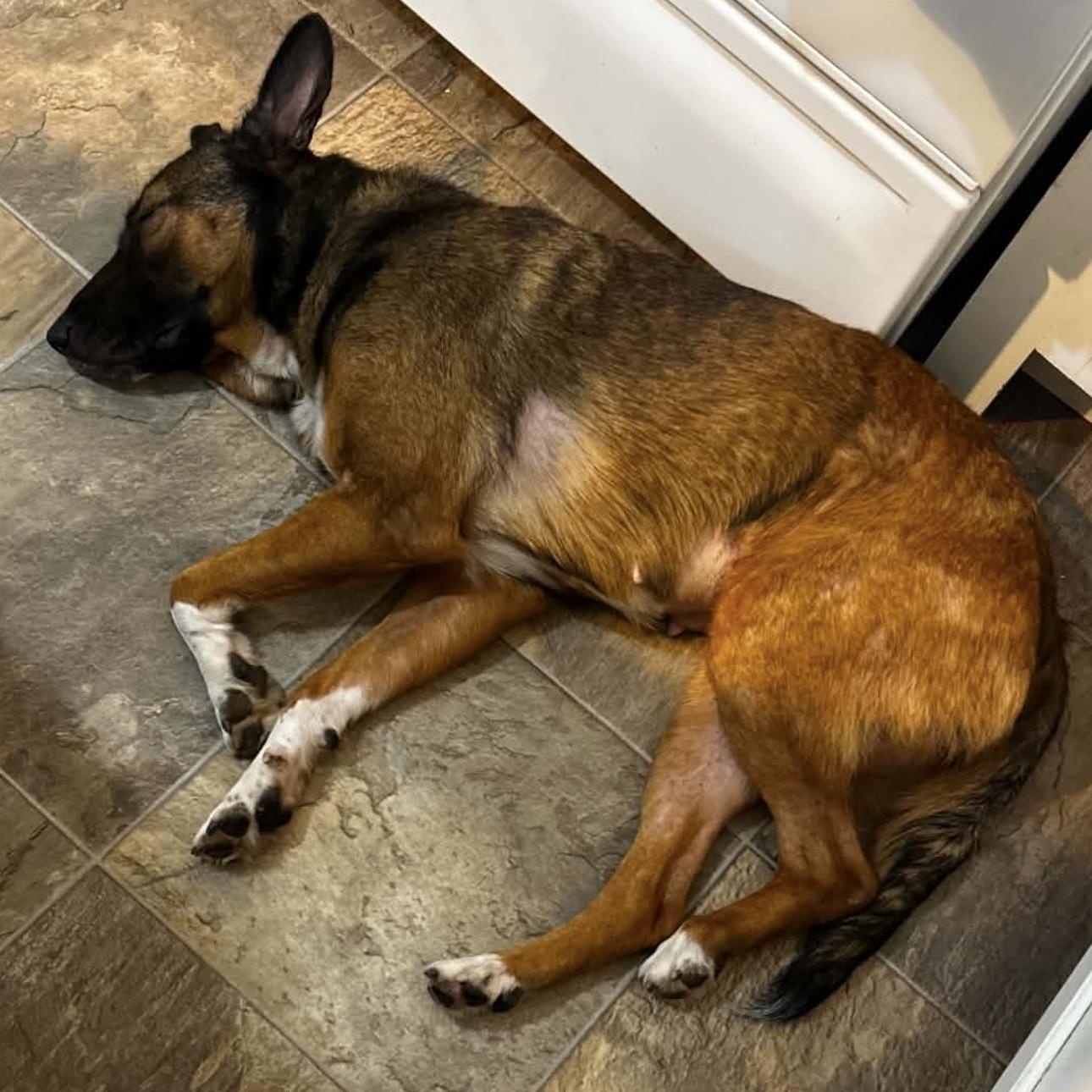 2154 Roxy, a ADOPTABLE Dutch Shepherd in Springfield, MO image 3/4