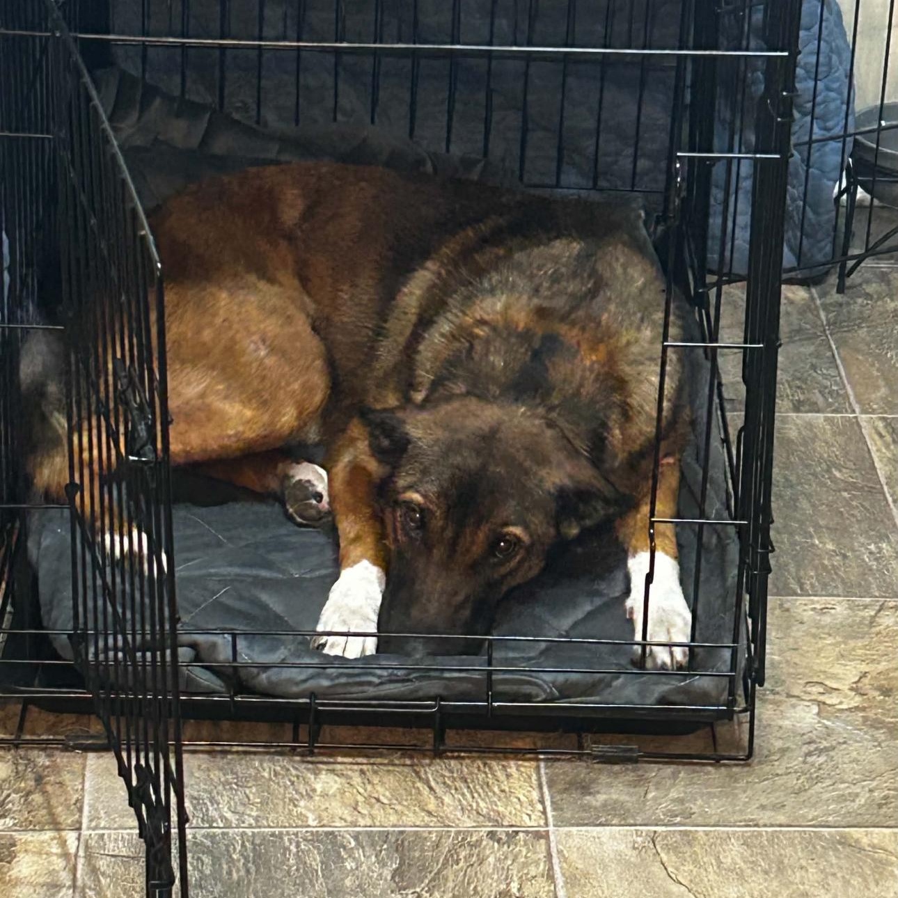 2154 Roxy, a ADOPTABLE Dutch Shepherd in Springfield, MO image 2/4