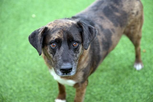 LEO, Adoptable, Adult Male Catahoula Leopard Dog & Mixed Breed.
