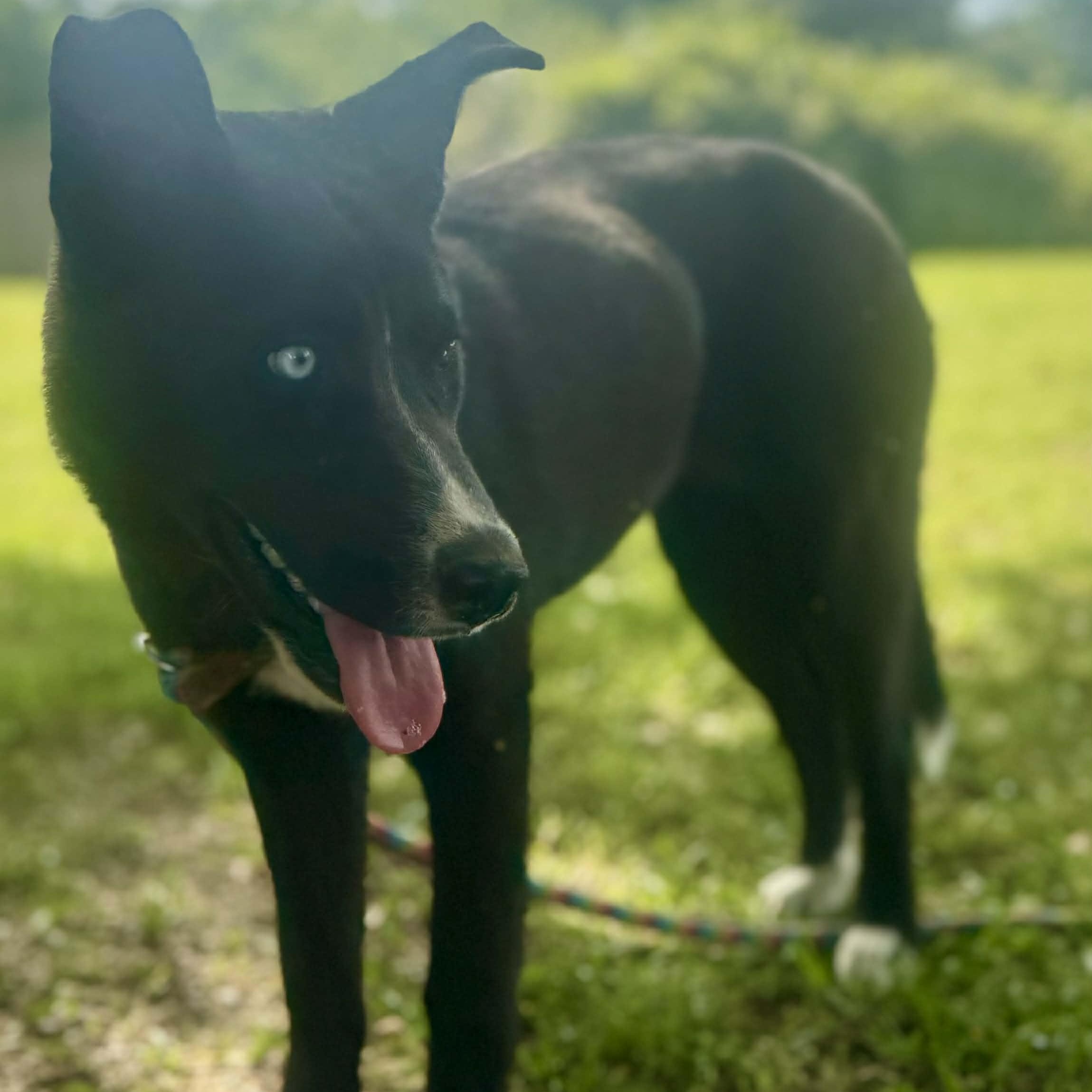 Enlarge Zara, a ADOPTABLE mixed breed in Avon, CT image 5/6