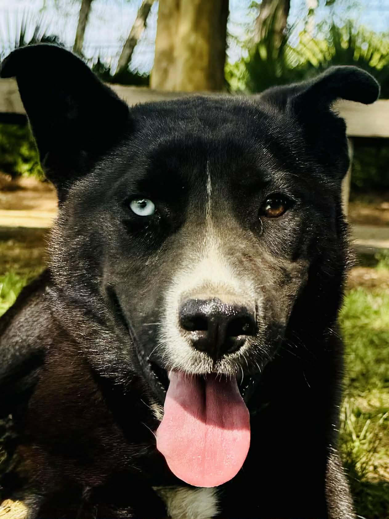 Enlarge Zara, a ADOPTABLE mixed breed in Avon, CT image 3/6