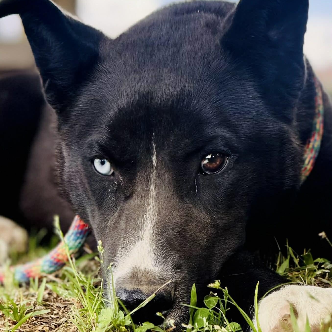 Enlarge Zara, a ADOPTABLE mixed breed in Avon, CT image 4/6