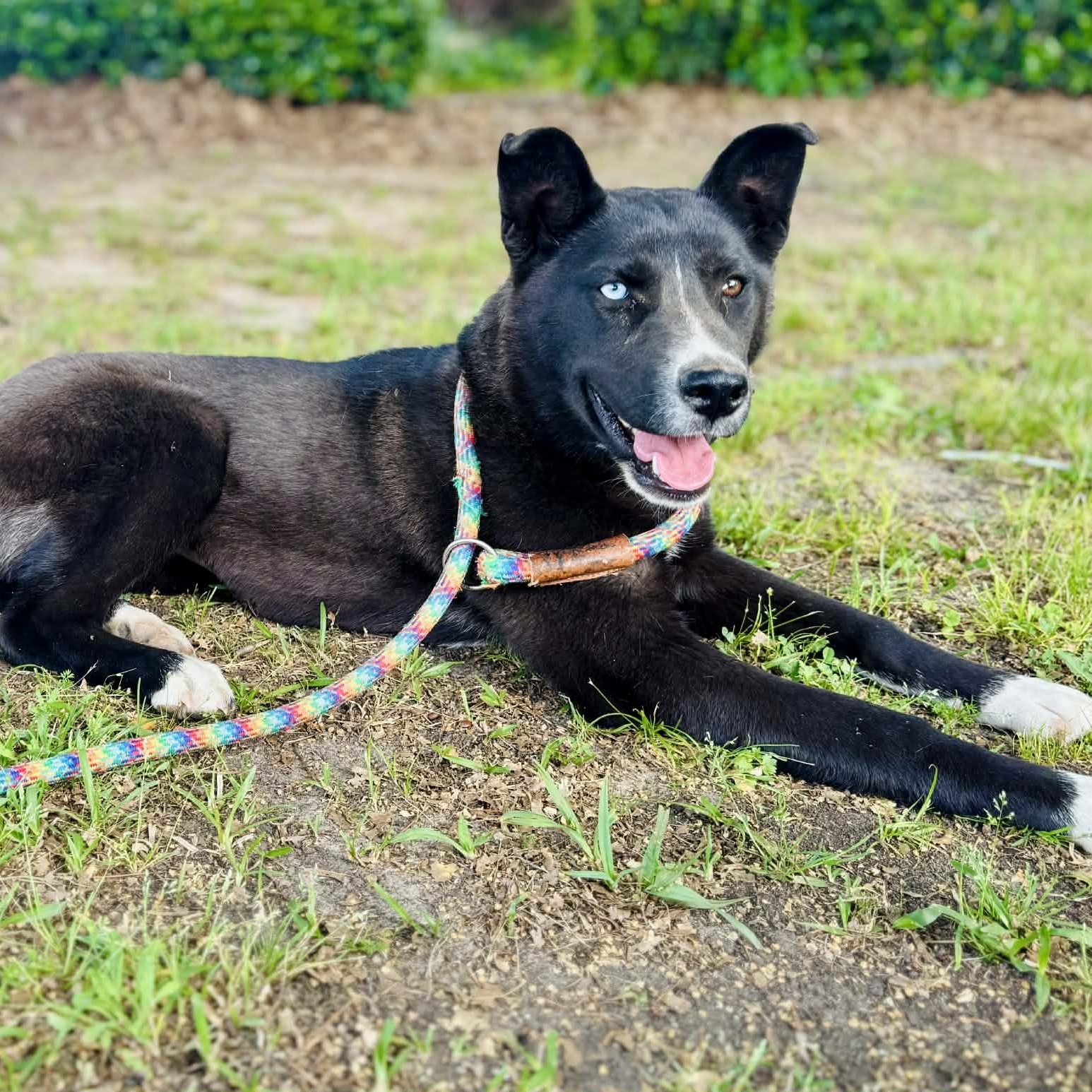 Enlarge Zara, a ADOPTABLE mixed breed in Avon, CT image 2/6