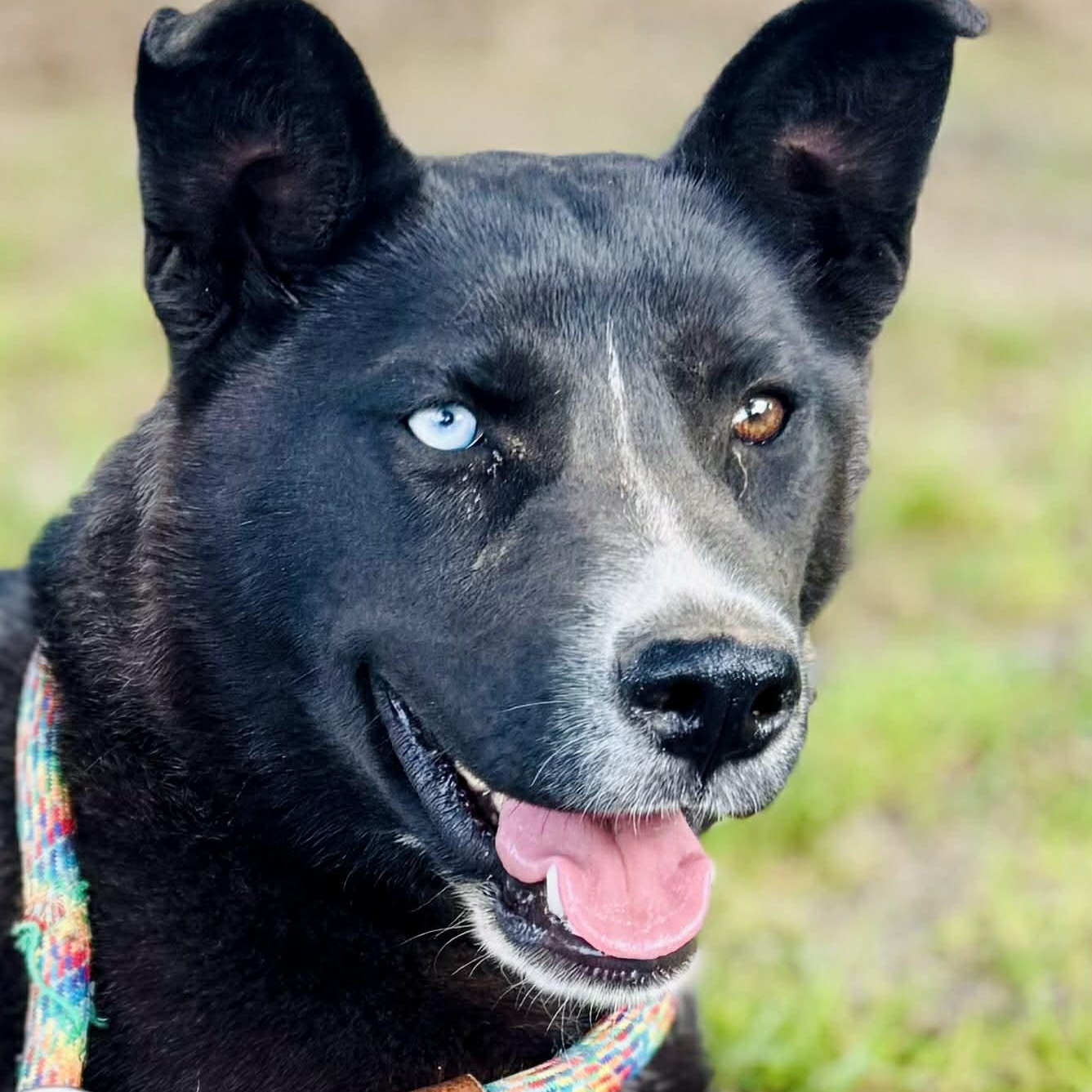 Zara, ADOPTABLE, Young Female Black Labrador Retriever & Husky.