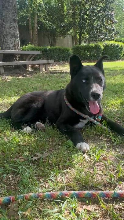 Enlarge Zara, a ADOPTABLE mixed breed in Avon, CT video 6/6