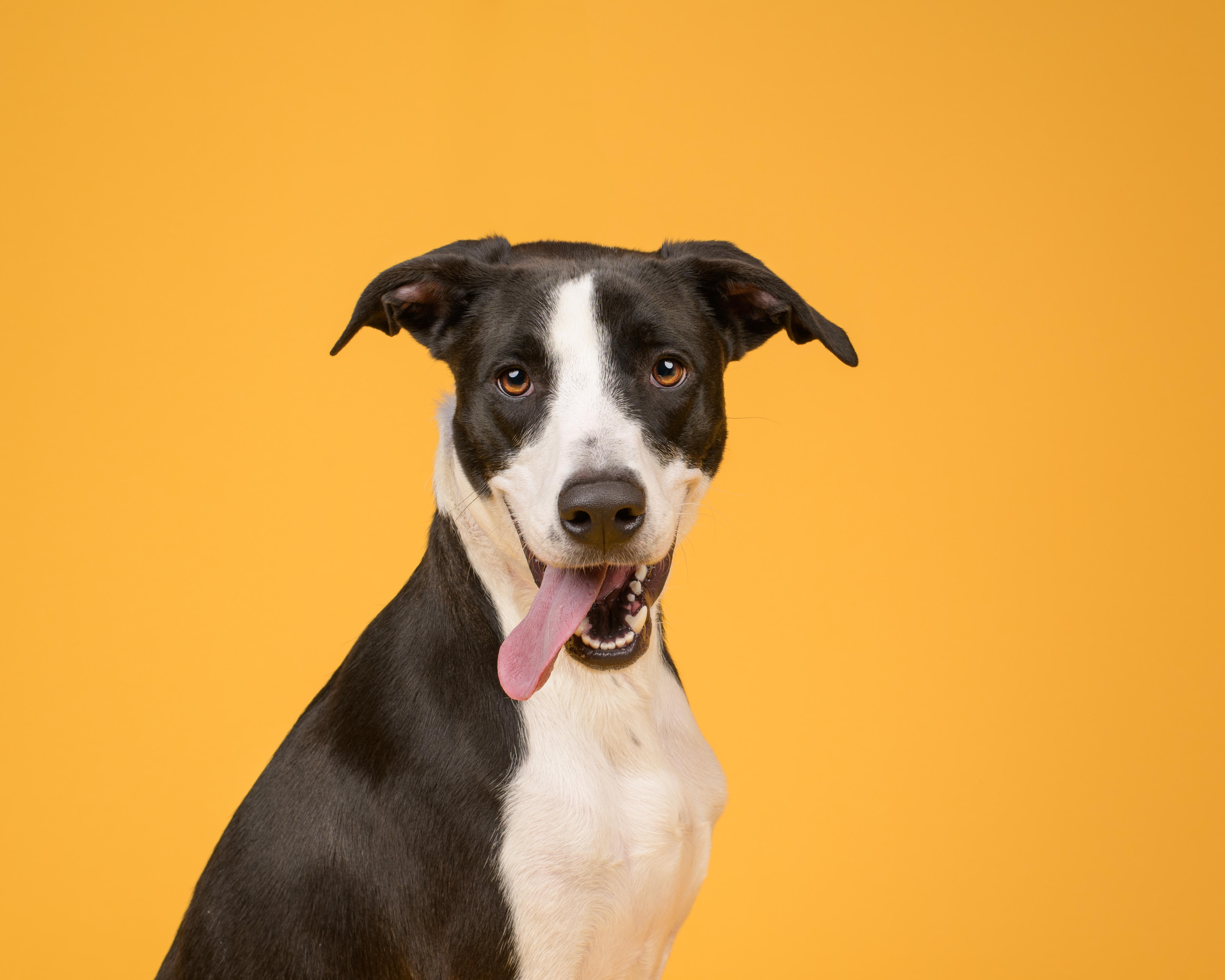 Larry, Young Male Terrier