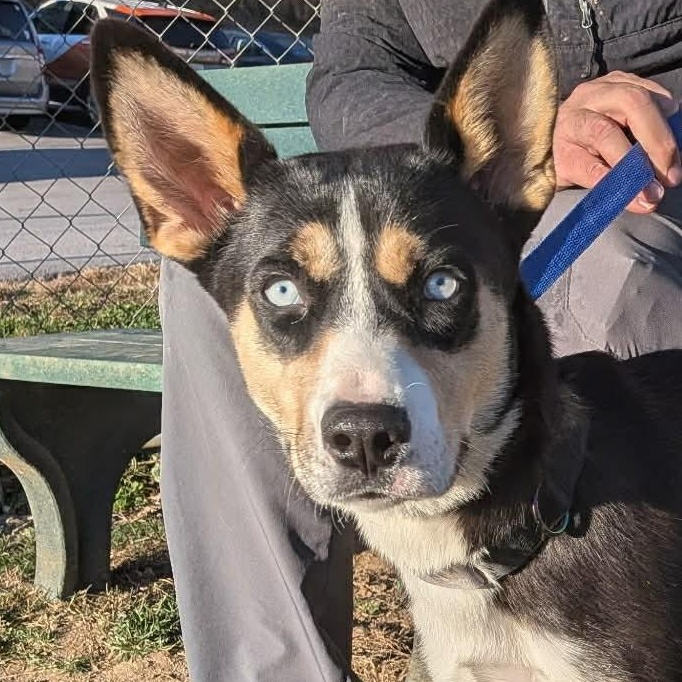 Enlarge Josie, a ADOPTABLE mixed breed in Enfield, CT image 1/5