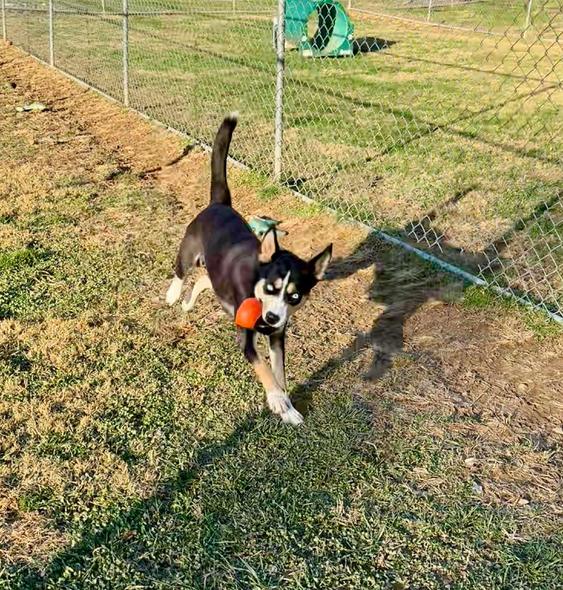 Enlarge Josie, a ADOPTABLE mixed breed in Enfield, CT image 3/5