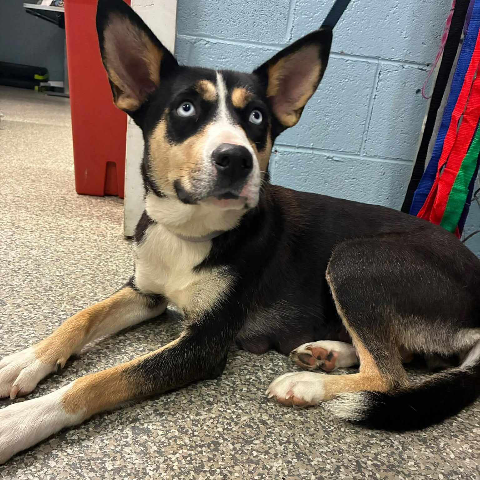Enlarge Josie, a ADOPTABLE mixed breed in Enfield, CT image 4/5