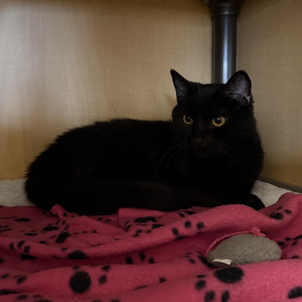 Zelda, Adoptable, Adult Female Domestic Short Hair.