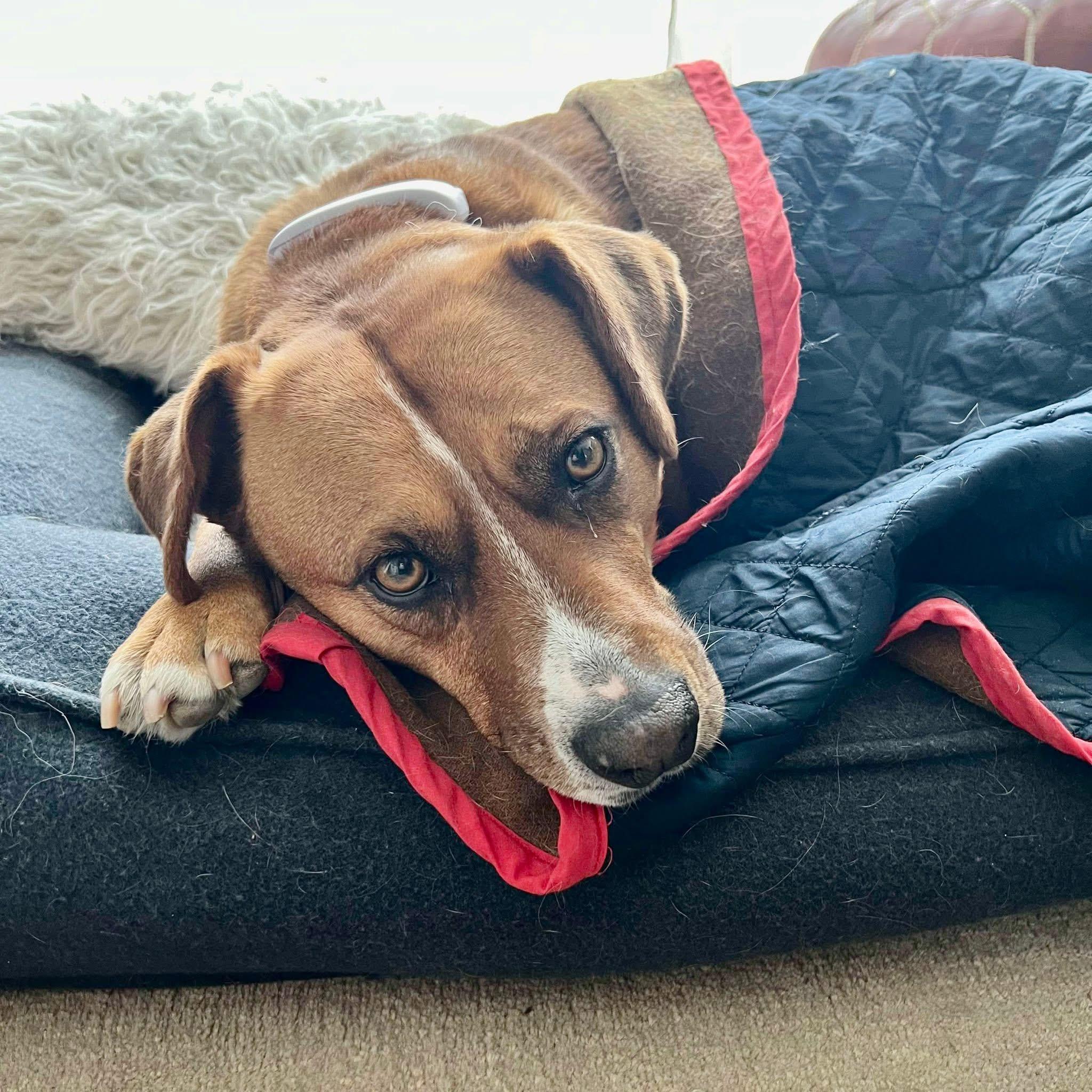 Felice, a ADOPTABLE mixed breed image 5/6