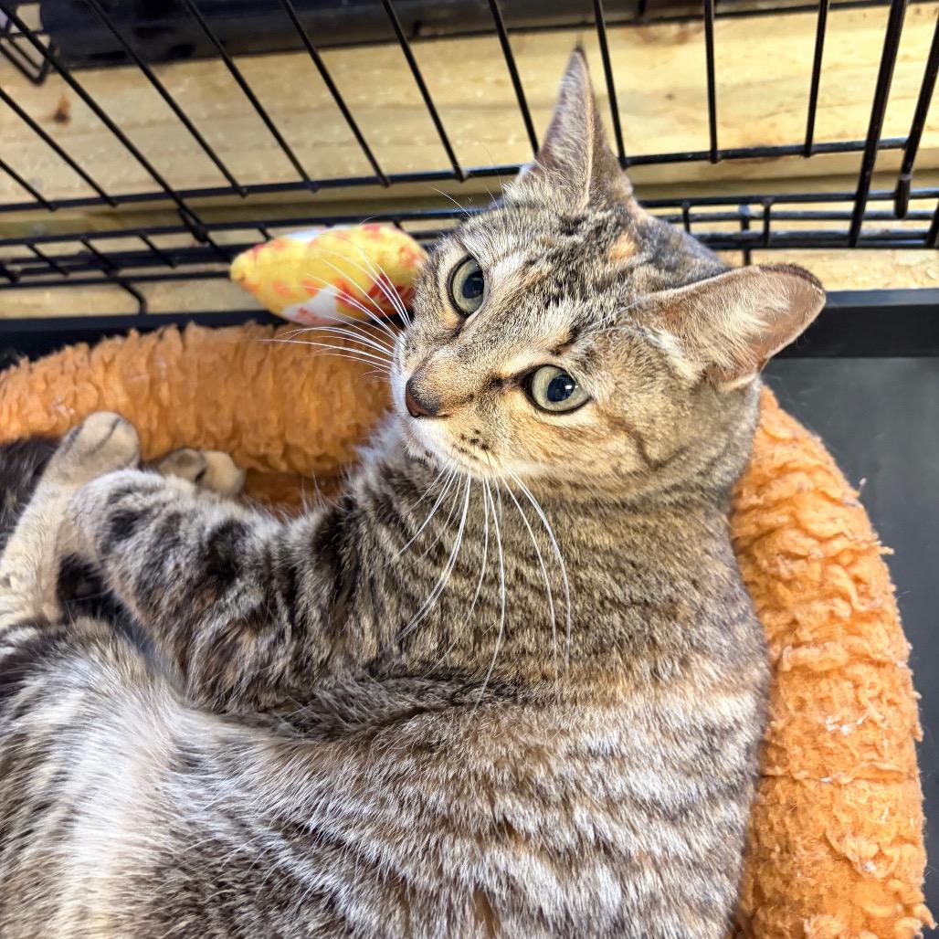 Clementine, Adoptable, Young Female Domestic Short Hair.