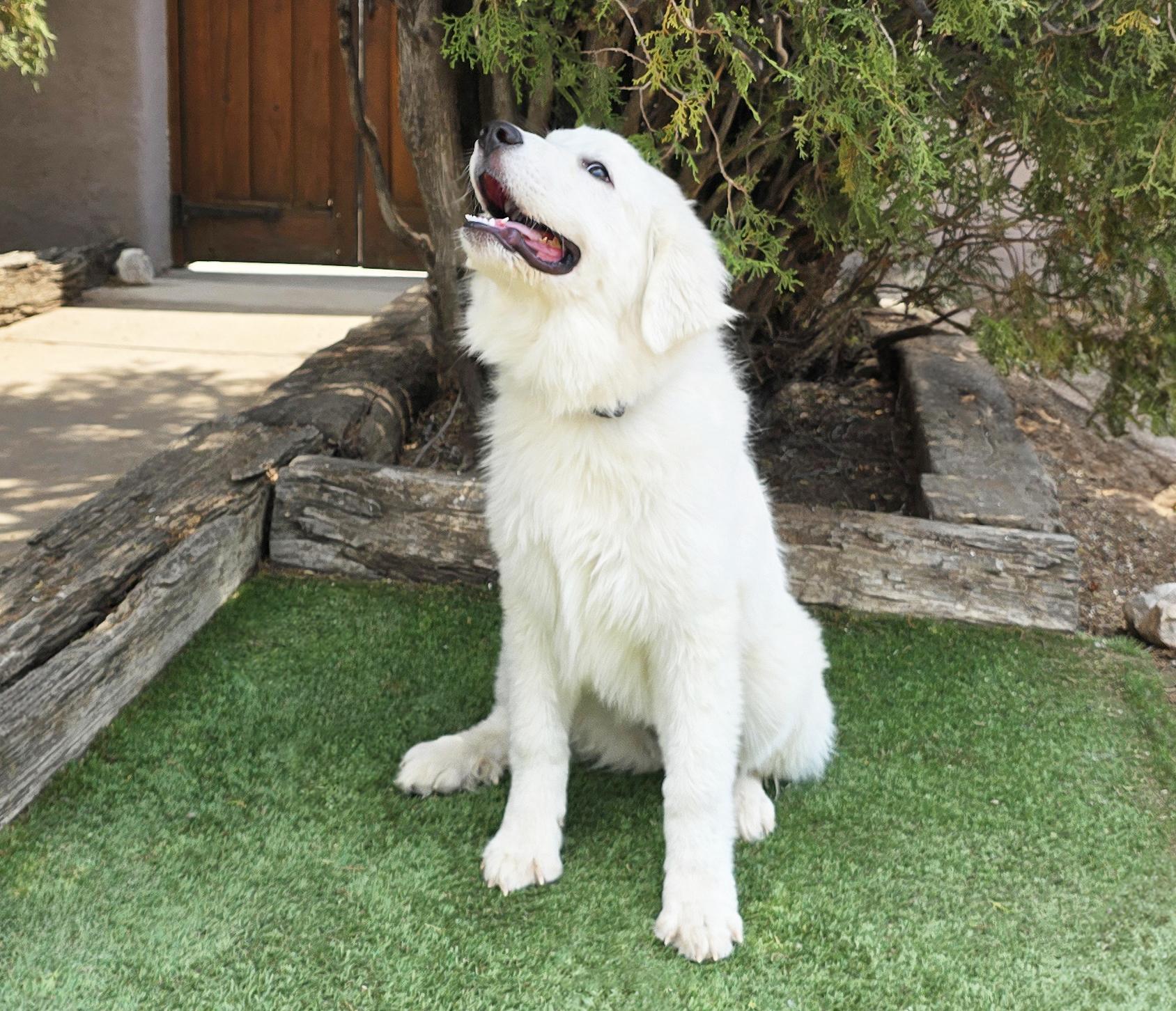 Stupendous "Lil" Mr Stuart - GREAT Pyr, a Adoptable Great Pyrenees in Albuquerque, NM image 2/2
