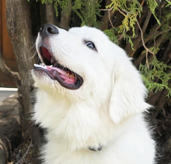 Stupendous "Lil" Mr Stuart - GREAT Pyr, Adoptable, Puppy Male Great Pyrenees.