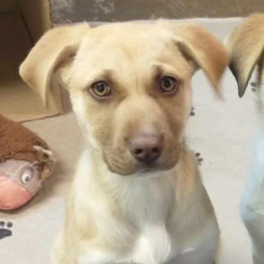 Enlarge Maggie, a Adoptable mixed breed in Portland, OR image 3/6