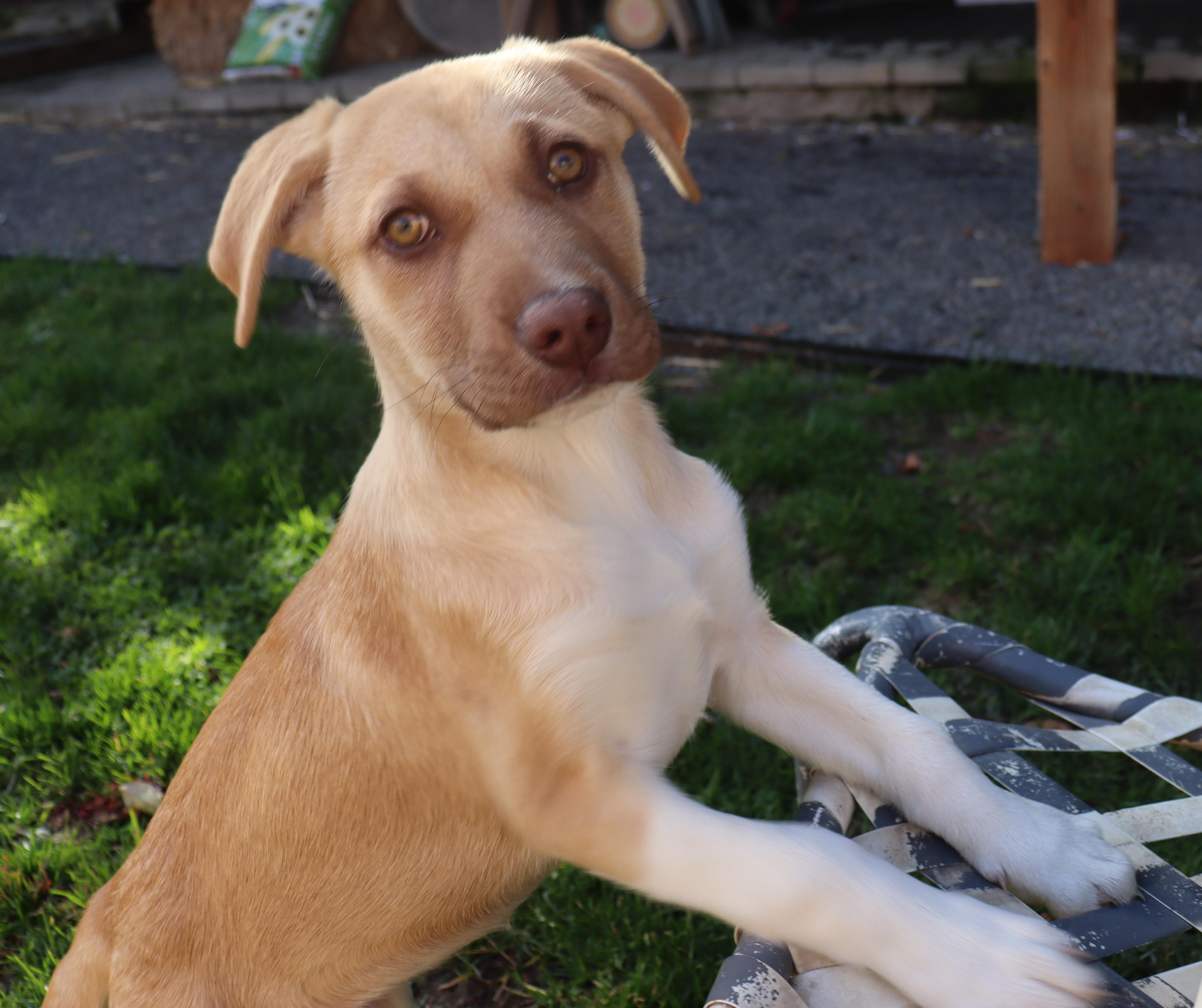 Enlarge Maggie, a Adoptable mixed breed in Portland, OR image 5/6