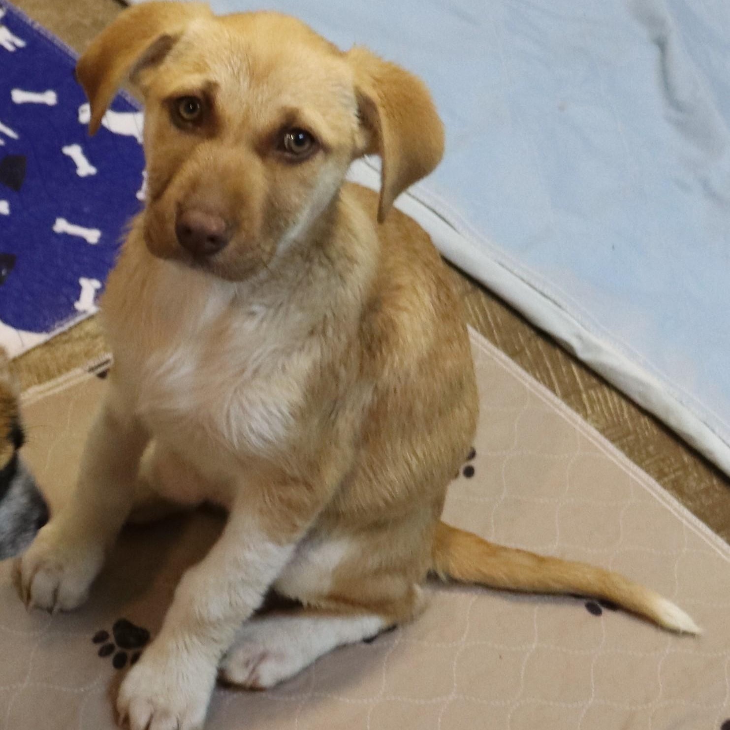 Enlarge Maggie, a Adoptable mixed breed in Portland, OR image 4/6