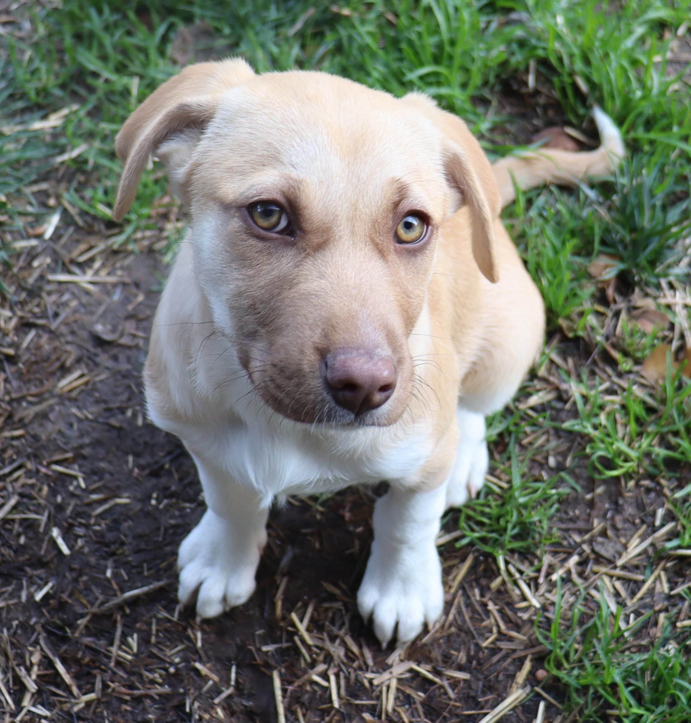 Enlarge Maggie, a Adoptable mixed breed in Portland, OR image 6/6
