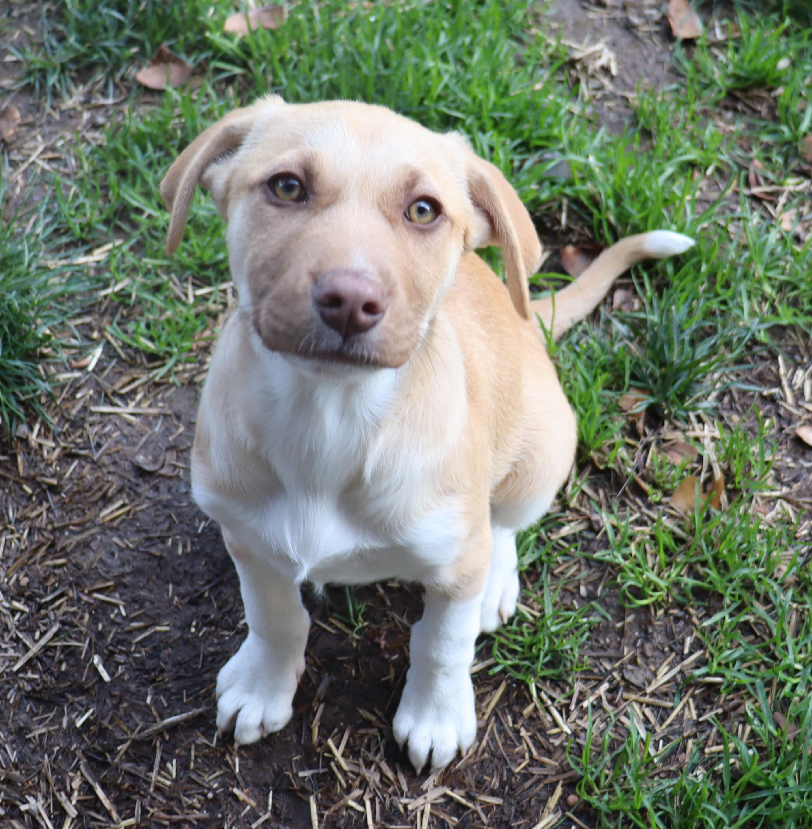 Enlarge Maggie, a Adoptable mixed breed in Portland, OR image 1/6