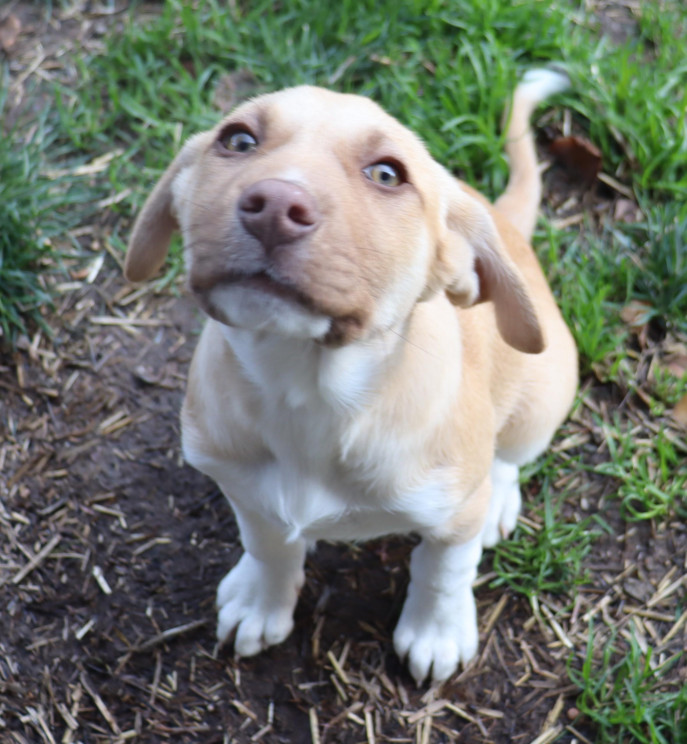 Enlarge Maggie, a Adoptable mixed breed in Portland, OR image 2/6