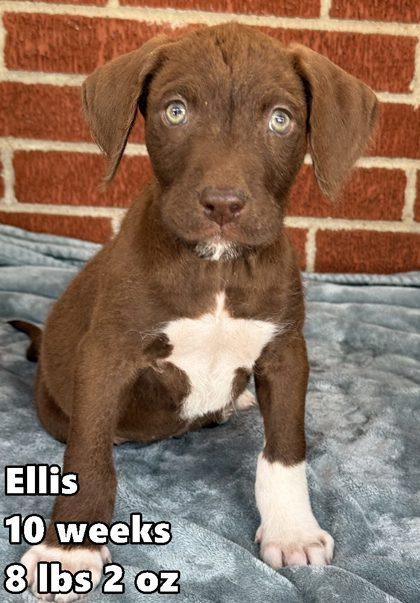 Enlarge Ellis, an adopted Retriever in Buffalo, MN image 1/1