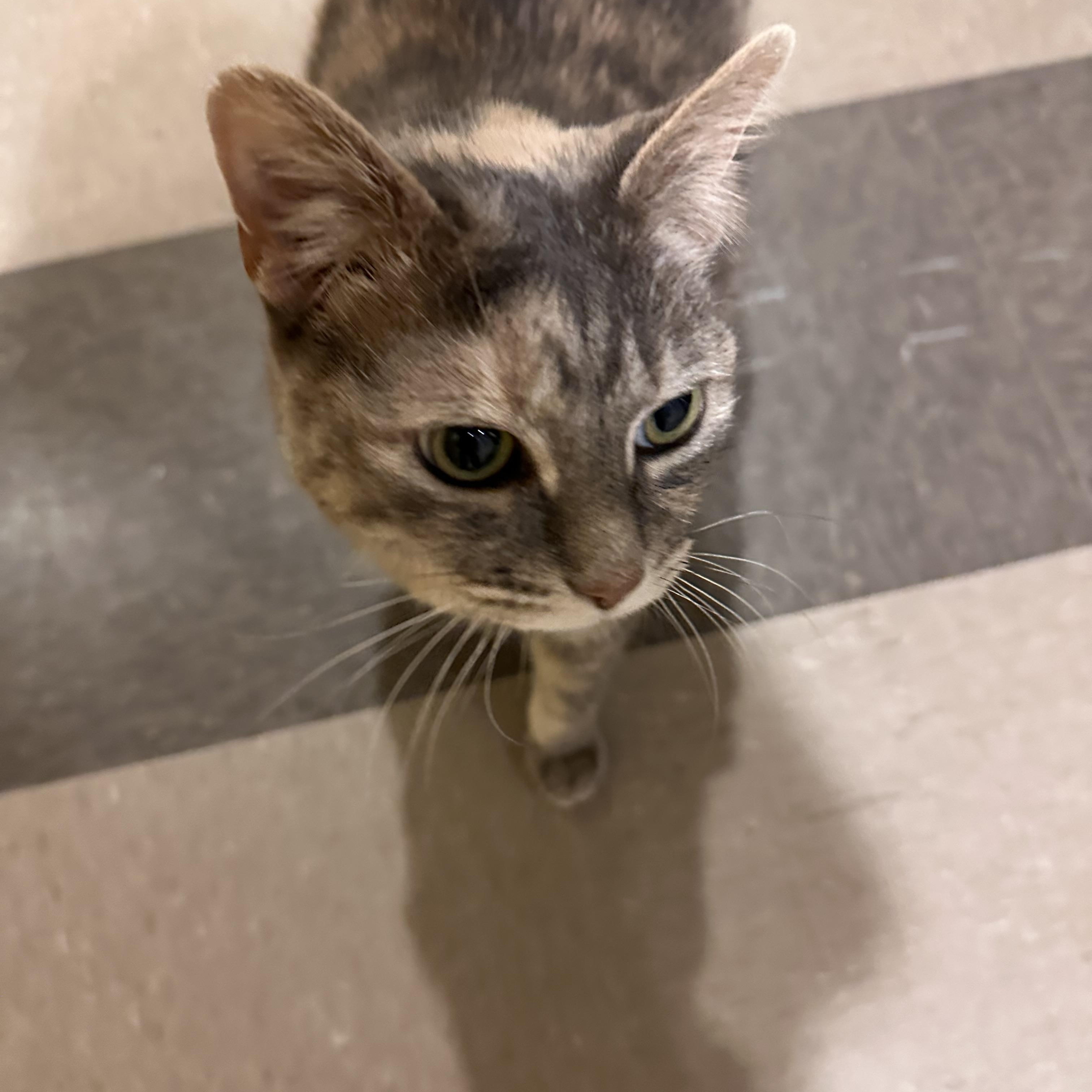 Holly Hobbie *Sponsored Adoption Fee*, a Adoptable Dilute Tortoiseshell in Chicago, IL image 2/3