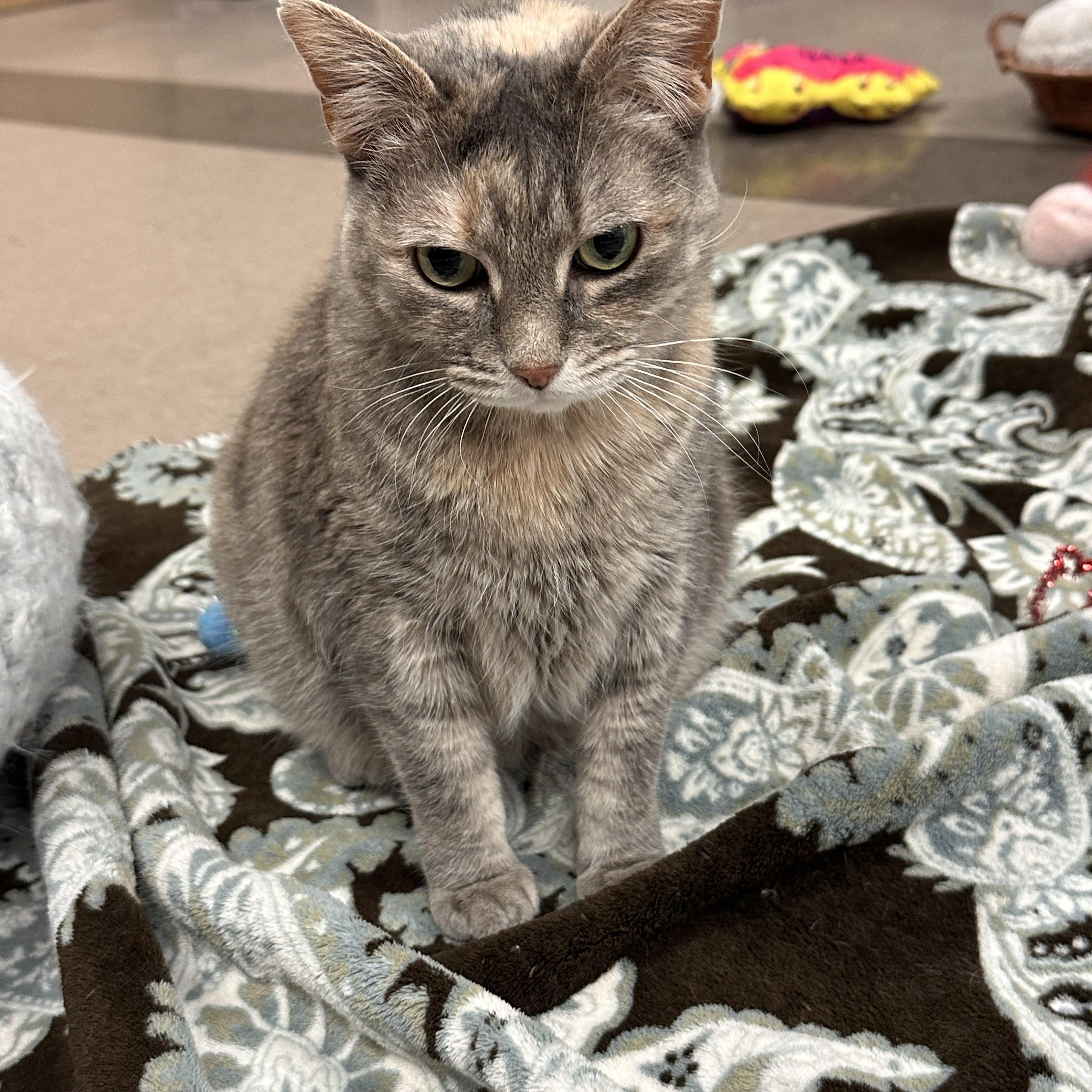 Holly Hobbie *Sponsored Adoption Fee*, a Adoptable Dilute Tortoiseshell in Chicago, IL image 3/3