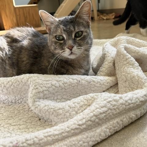 Holly Hobbie *Sponsored Adoption Fee*, a Adoptable Dilute Tortoiseshell in Chicago, IL image 1/3