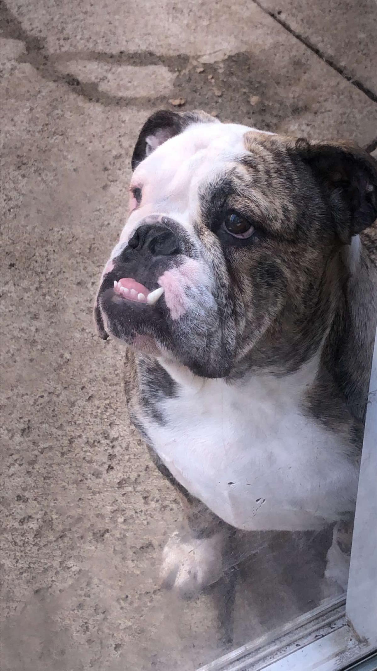 Chloe, Adoptable, Adult Female English Bulldog.