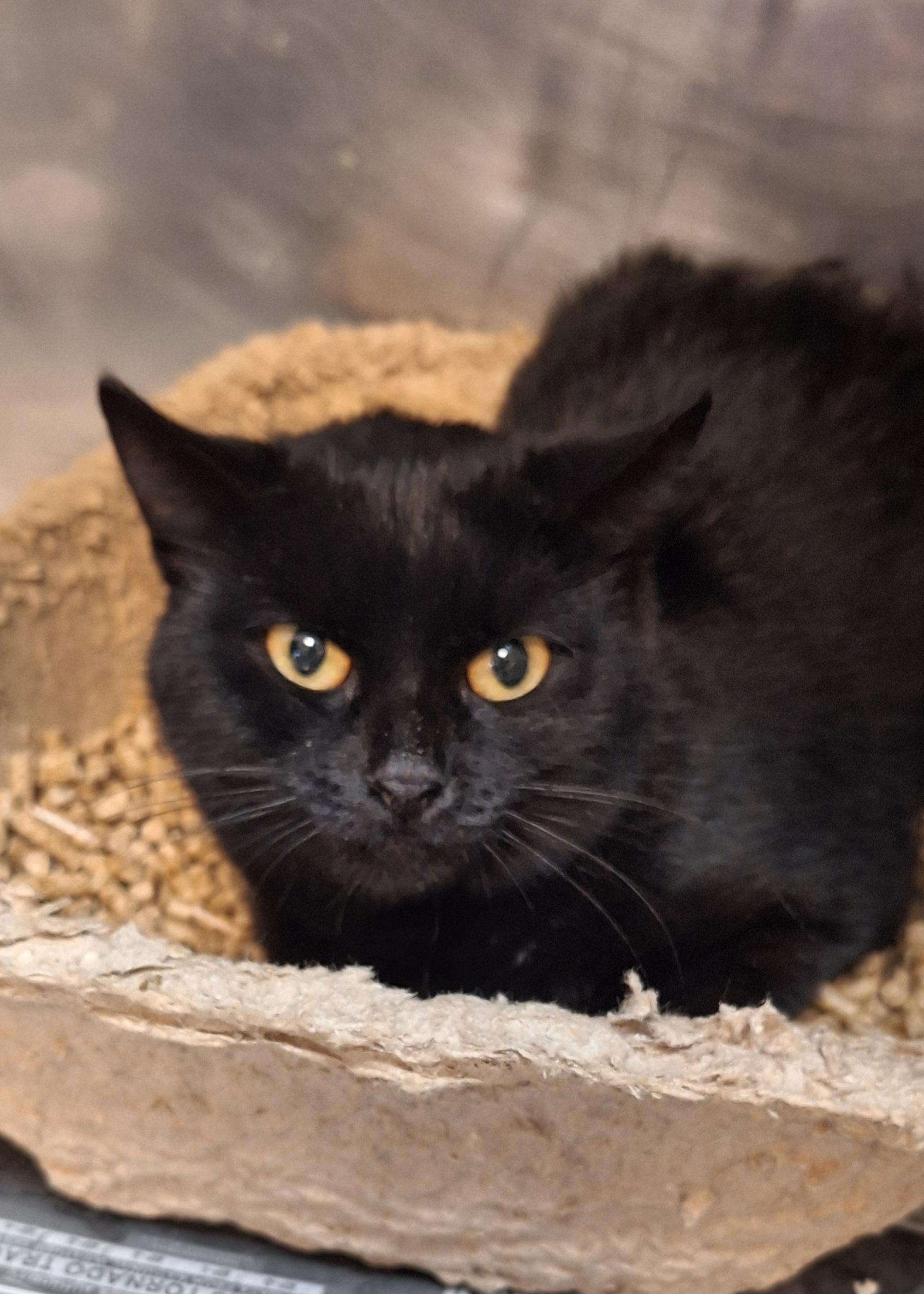 Midnight, a Adoptable Domestic Short Hair in Stanton, KY image 4/5