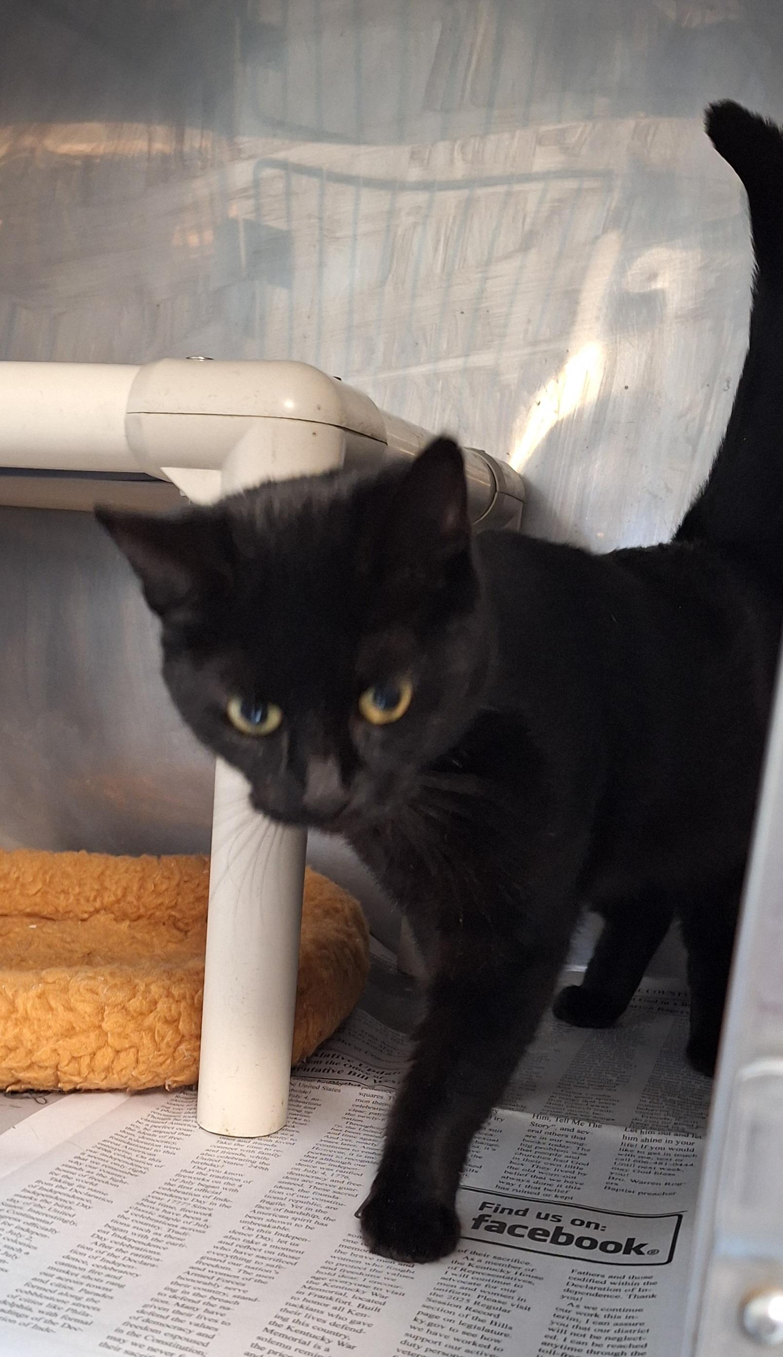 Midnight, a Adoptable Domestic Short Hair in Stanton, KY image 2/5