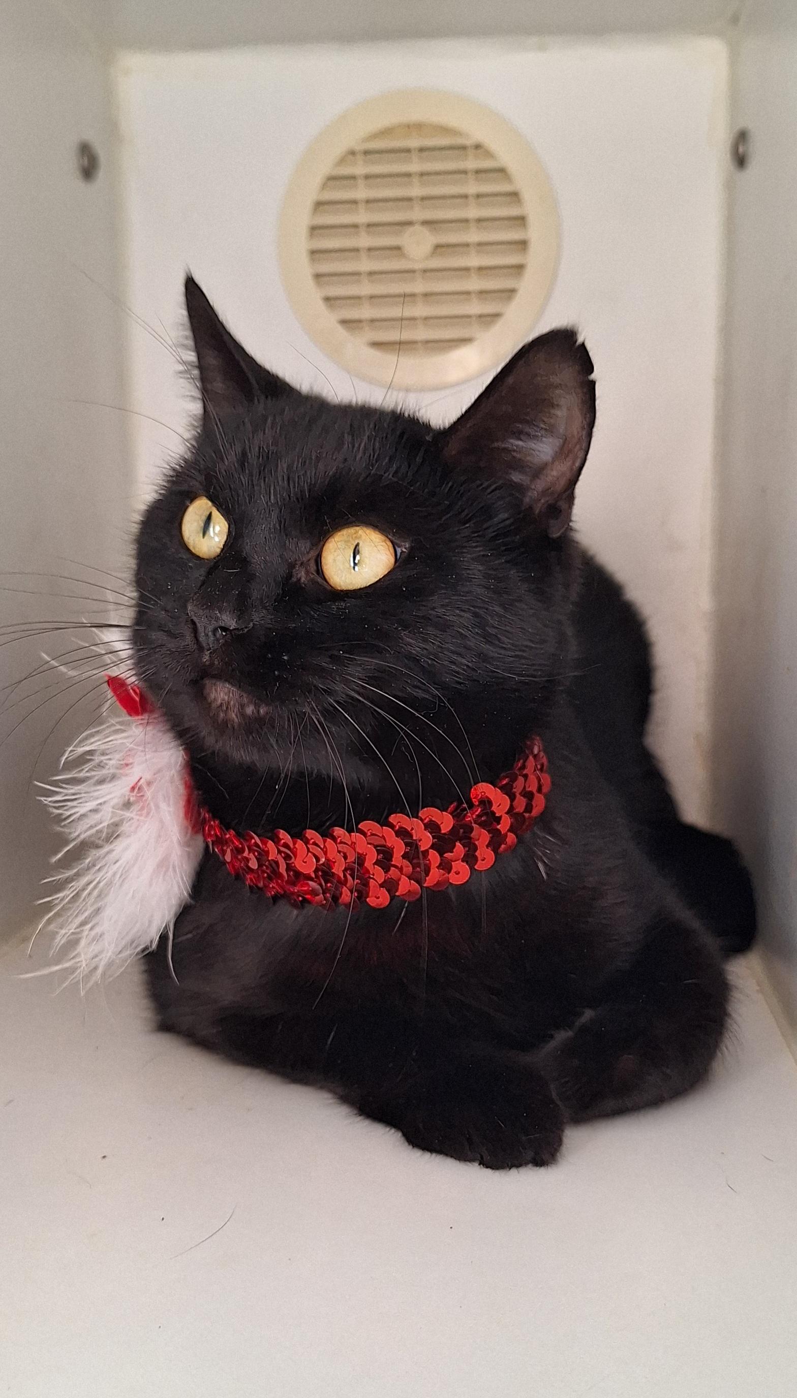 Midnight, Adoptable, Adult Female Domestic Short Hair.
