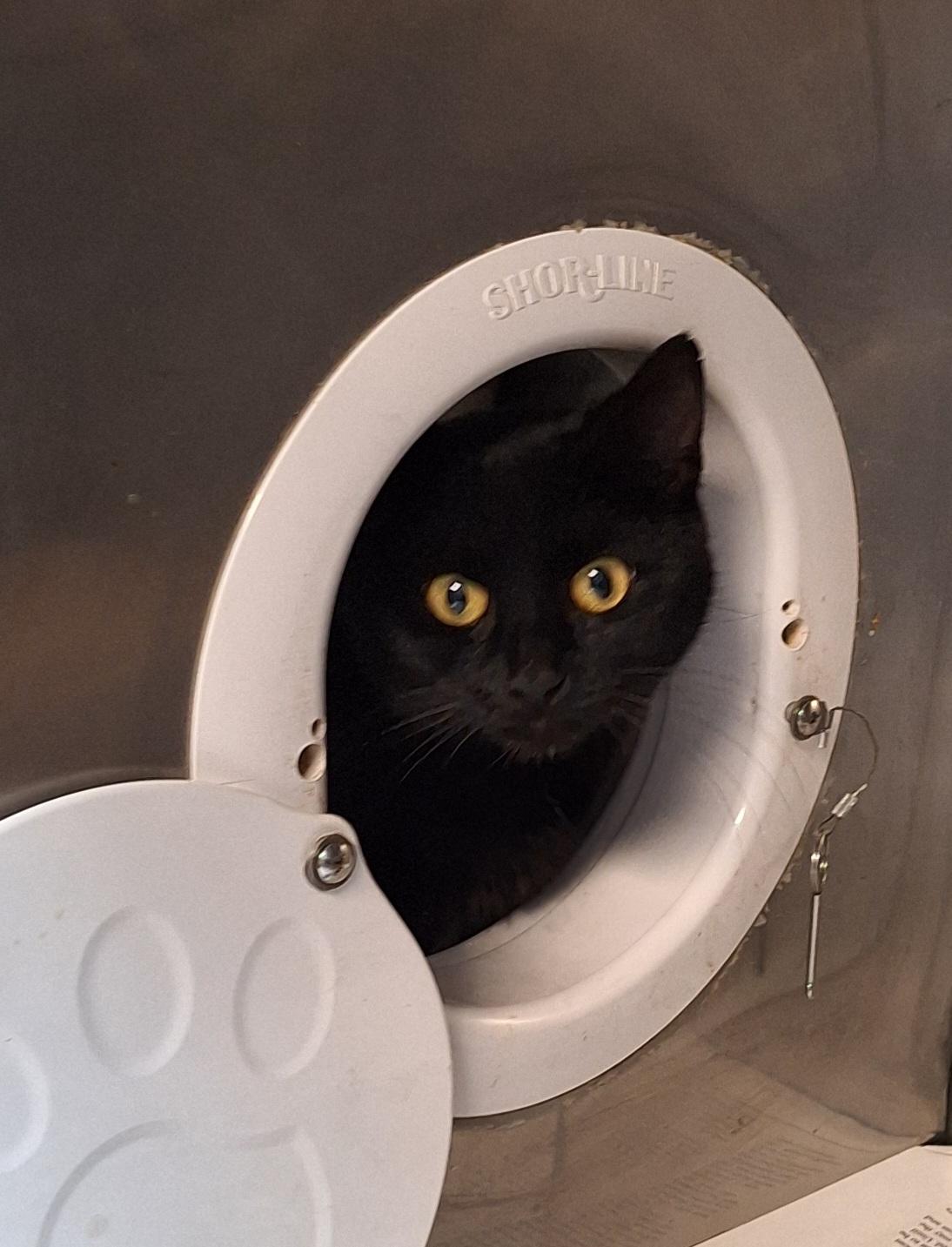 Midnight, a Adoptable Domestic Short Hair in Stanton, KY image 3/5