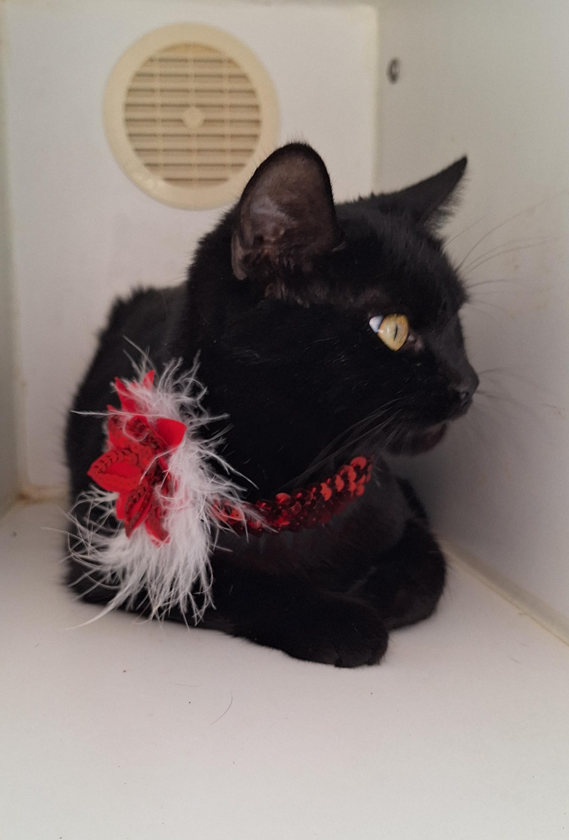 Midnight, a Adoptable Domestic Short Hair in Stanton, KY image 5/5