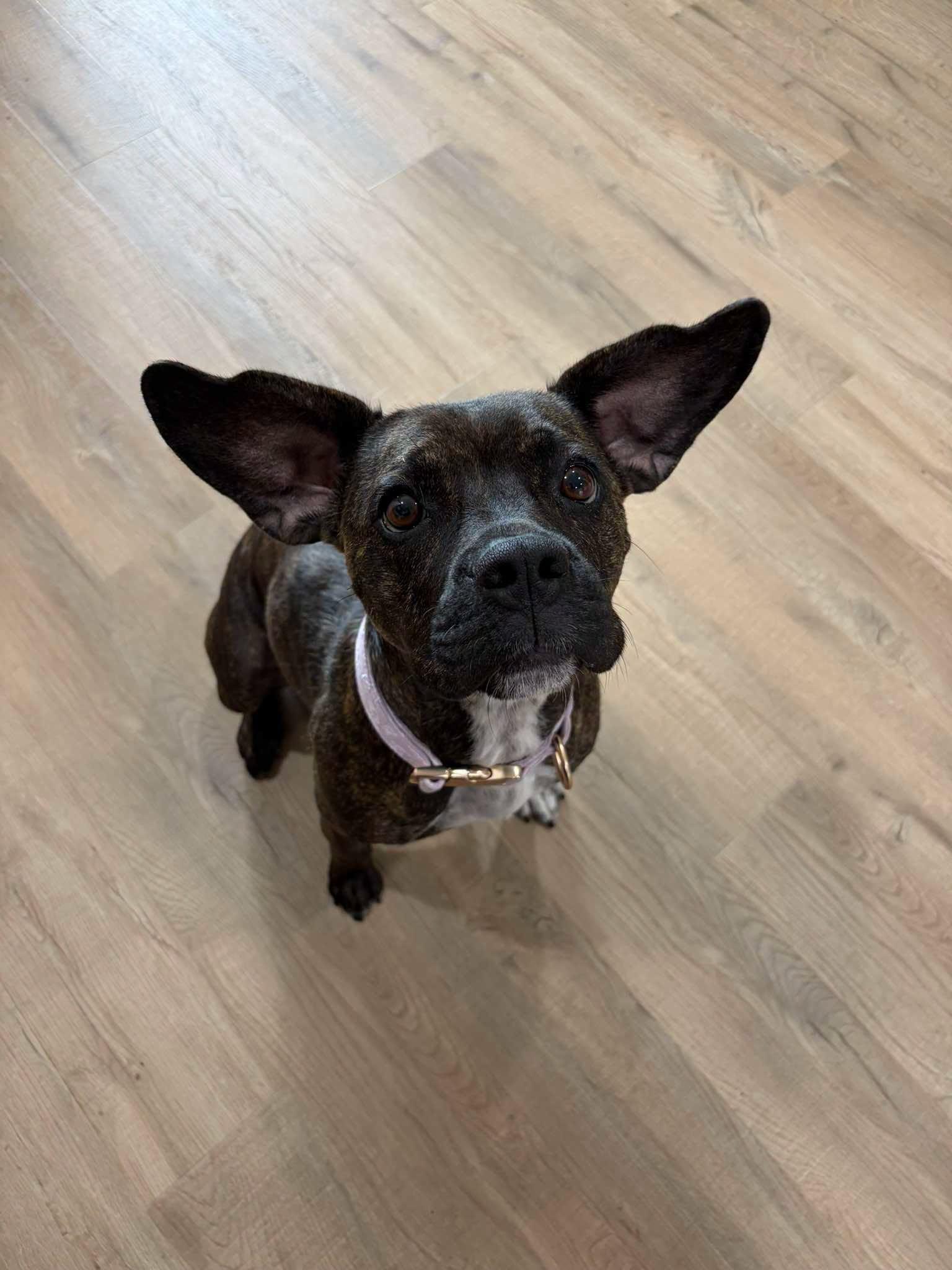 Sadie, an adoptable mixed breed in Oconto, WI image 1/6