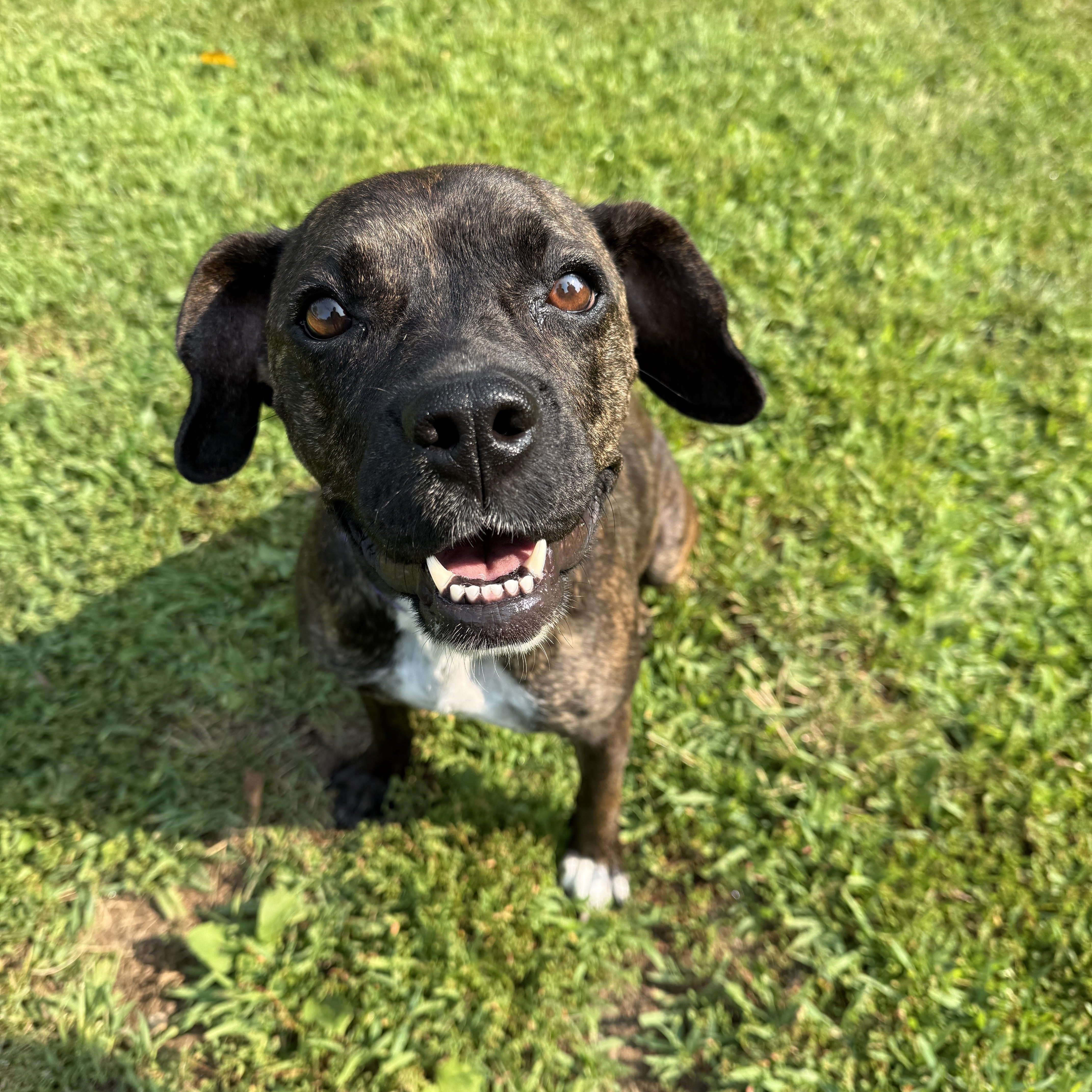 Sadie, Adoptable, Adult Female Mixed Breed & Pit Bull Terrier.