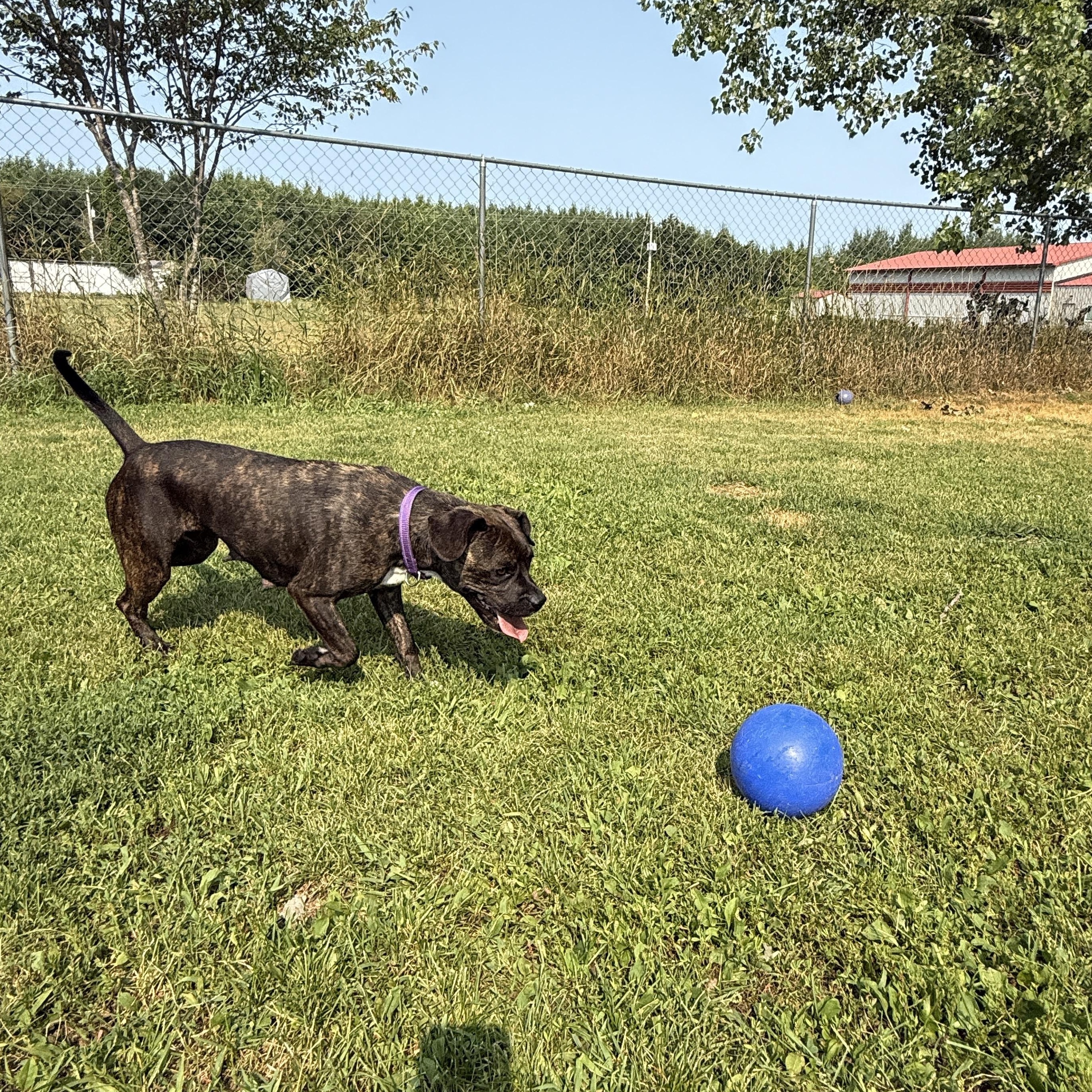 Sadie, a Adoptable mixed breed in Oconto, WI image 6/6