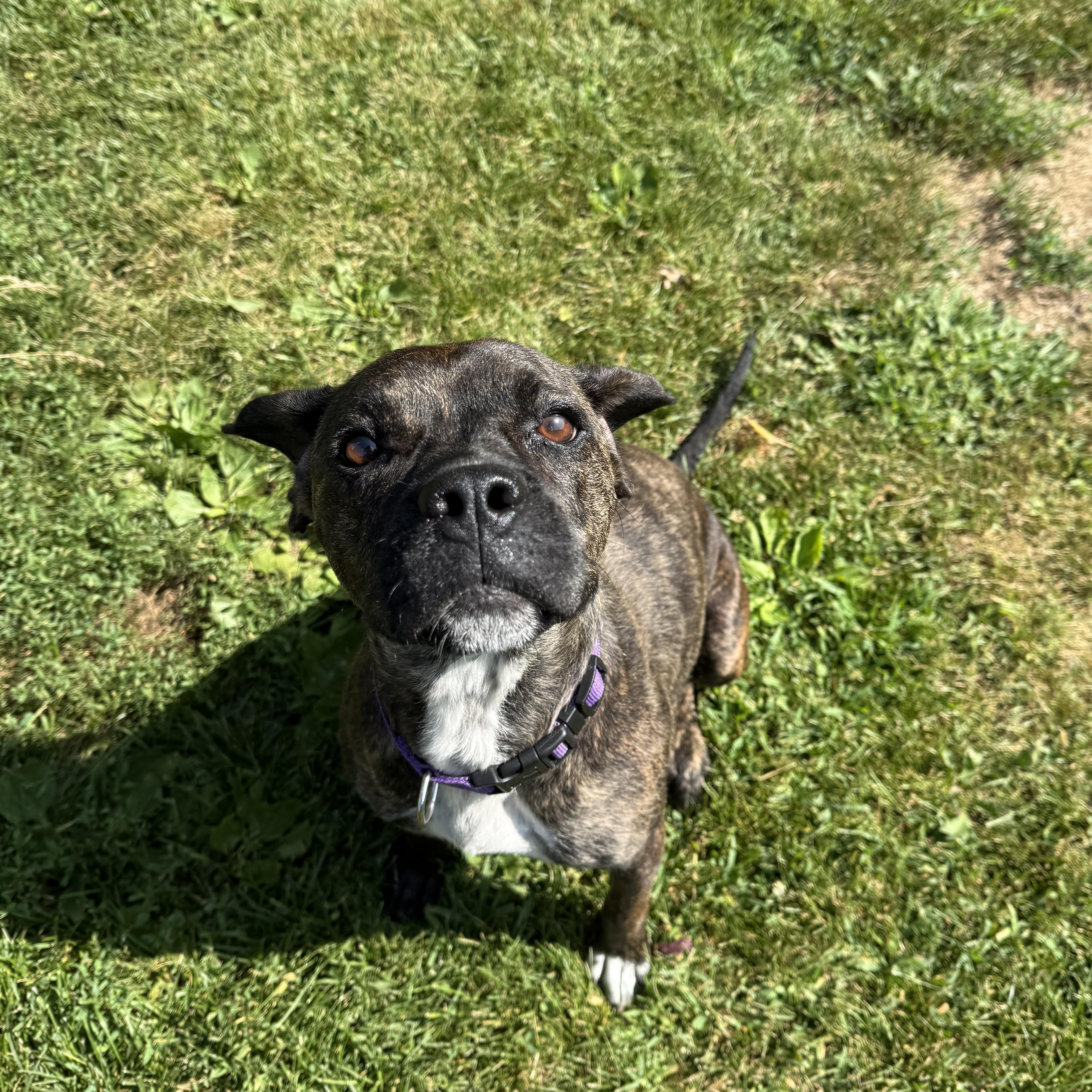 Sadie, a Adoptable mixed breed in Oconto, WI image 3/6