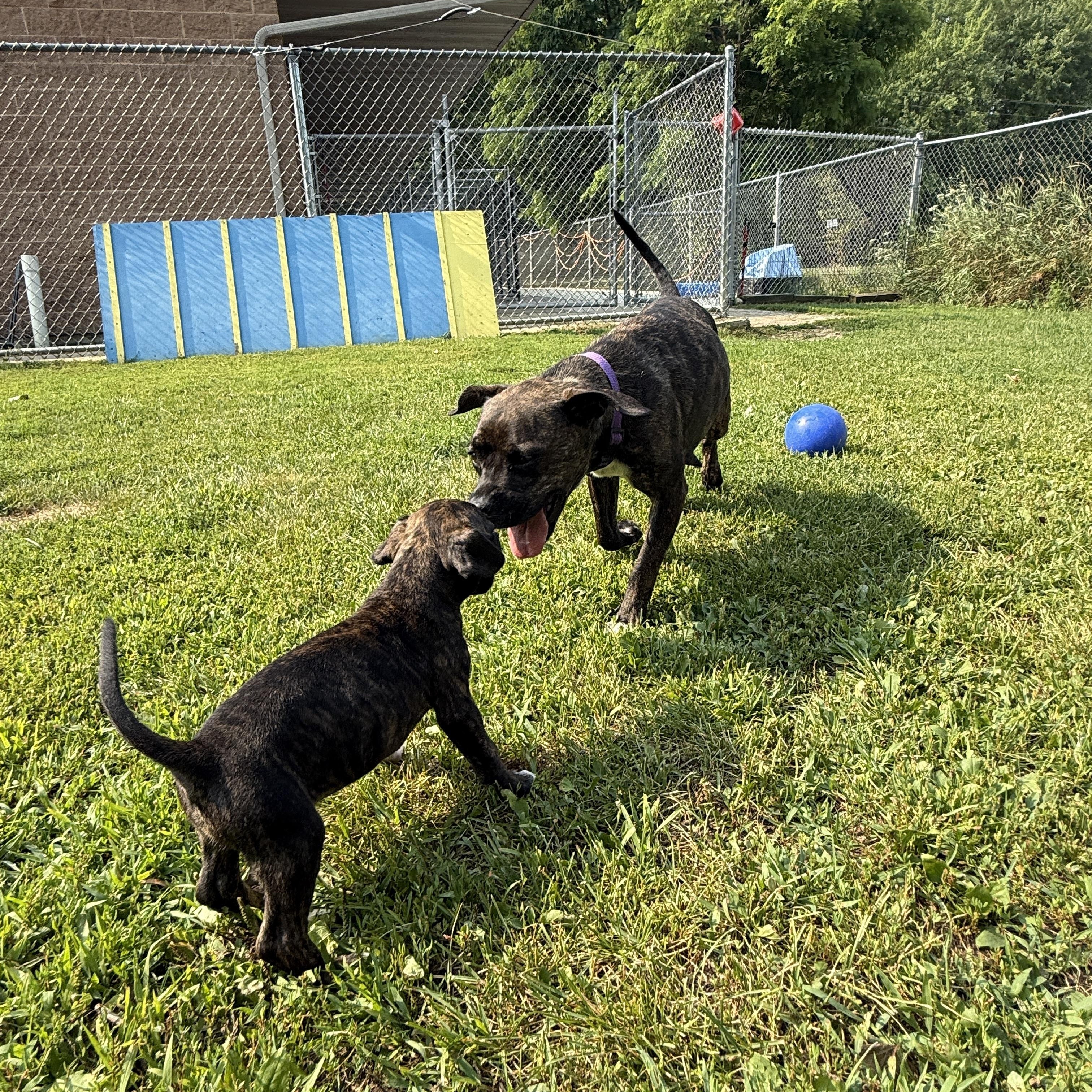 Sadie, a Adoptable mixed breed in Oconto, WI image 2/6