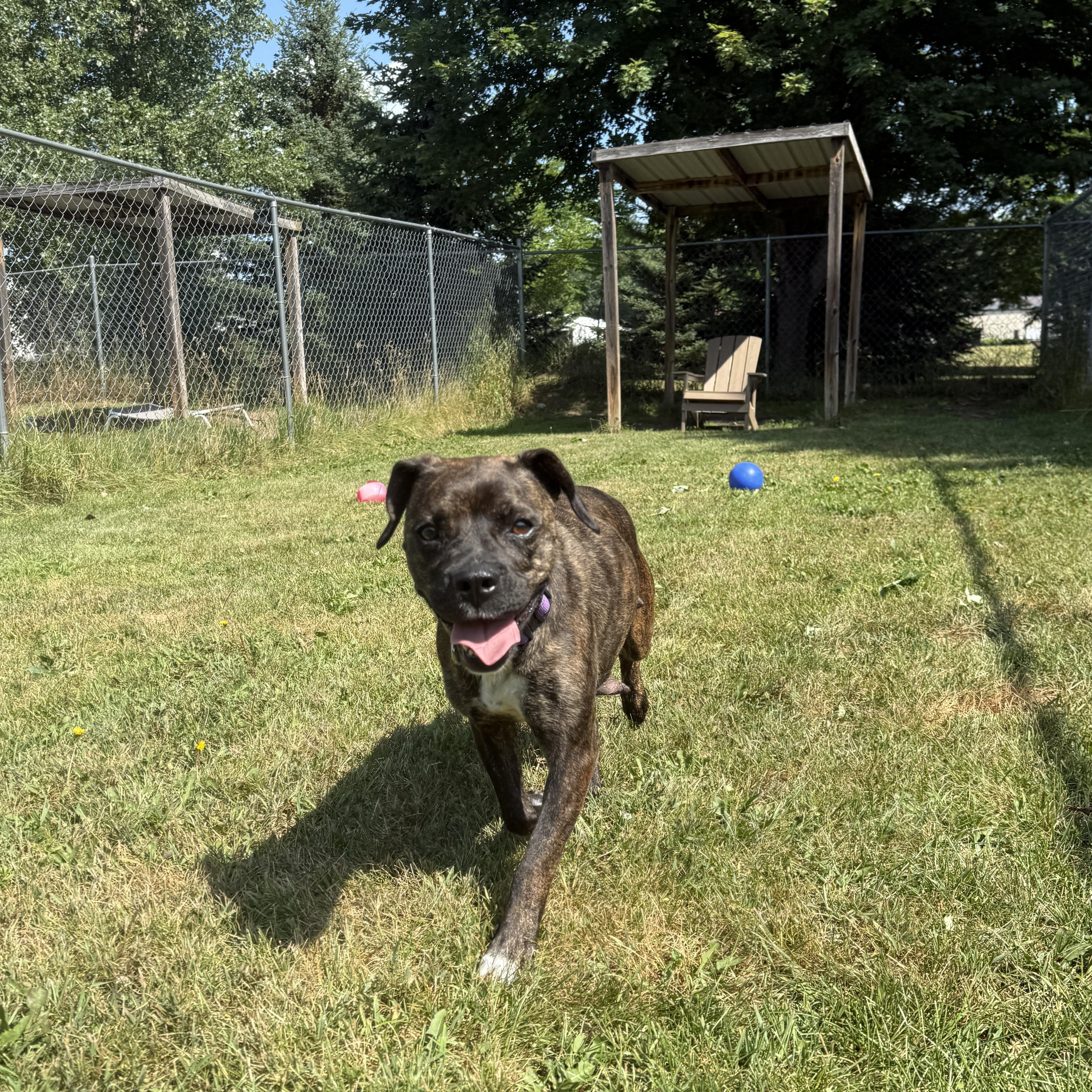 Sadie, a Adoptable mixed breed in Oconto, WI image 5/6