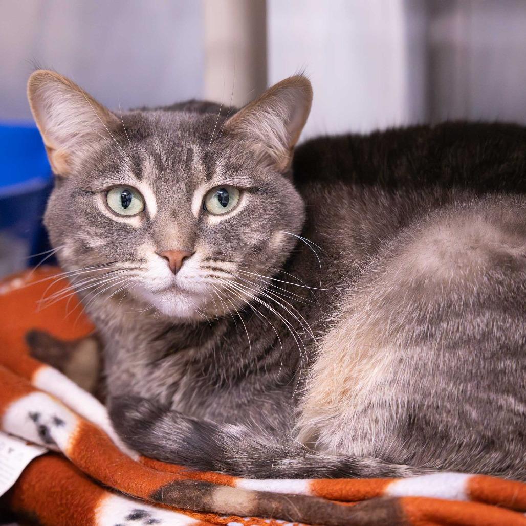 Enlarge Callie, a Adoptable Domestic Short Hair in Mentor, OH image 1/3