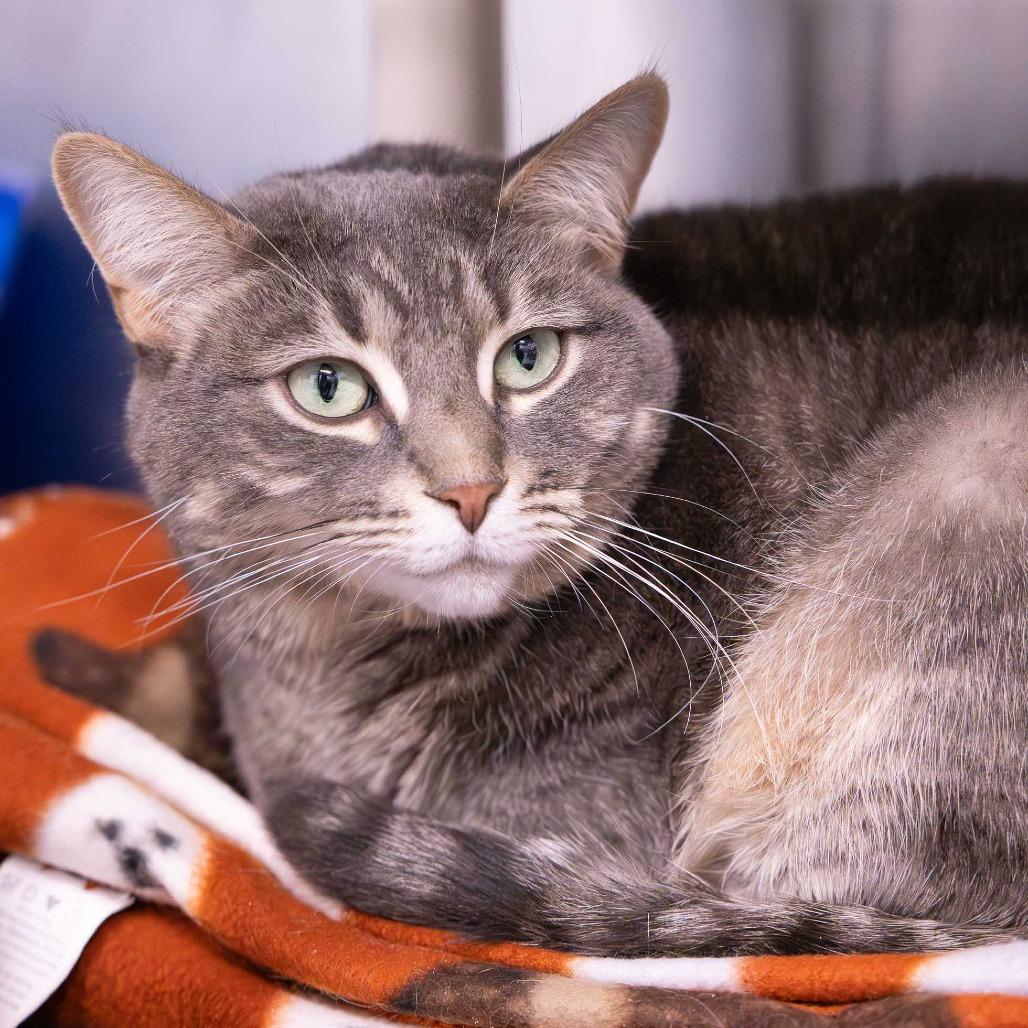 Enlarge Callie, a Adoptable Domestic Short Hair in Mentor, OH image 2/3