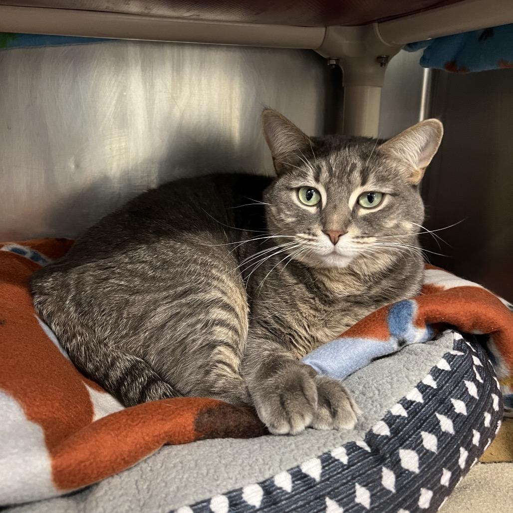 Enlarge Callie, a Adoptable Domestic Short Hair in Mentor, OH image 3/3