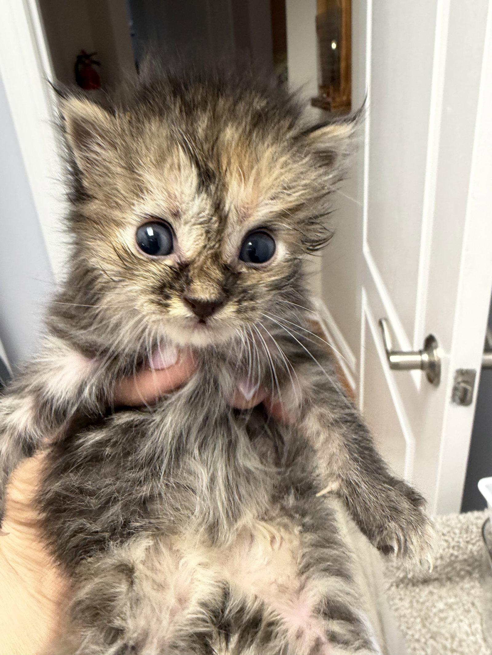 Martini, Adopted, Kitten Female Domestic Short Hair.