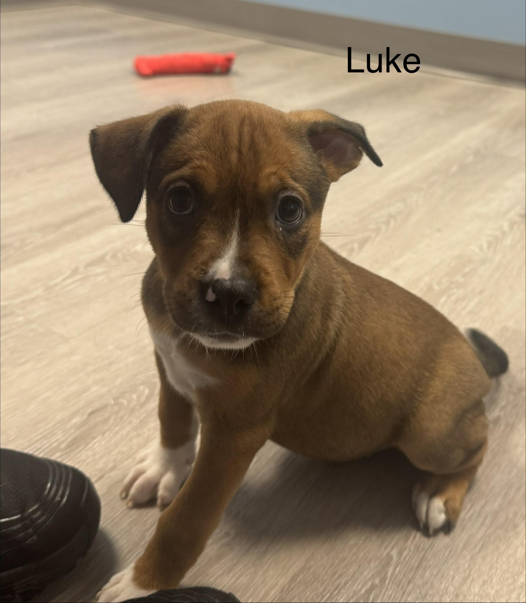 Enlarge Luke, a Adopted Pit Bull Terrier in Ulster, PA image 1/1