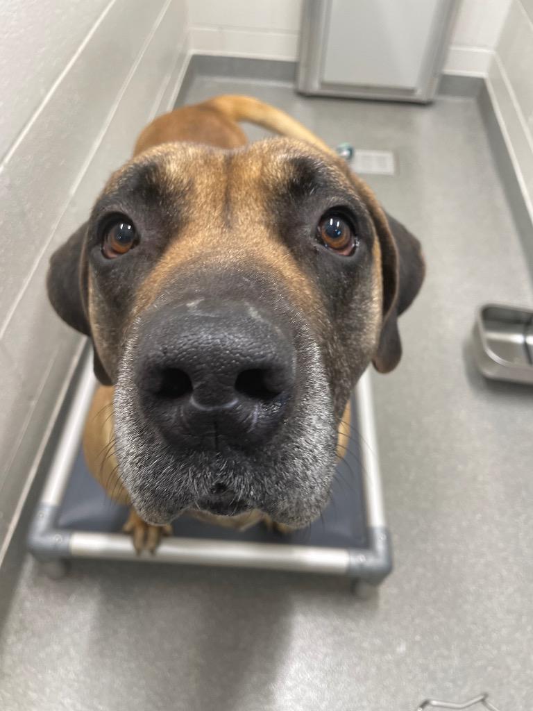 Enlarge Thor, a Adoptable Presa Canario in East Ridge, TN image 1/1