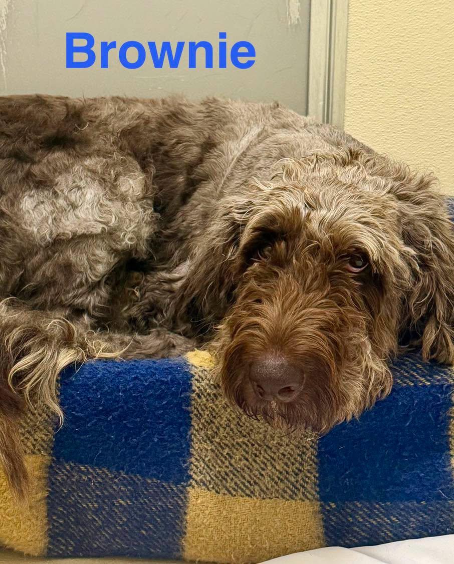 Brownie, an adopted Goldendoodle in Pawleys Island, SC image 2/2
