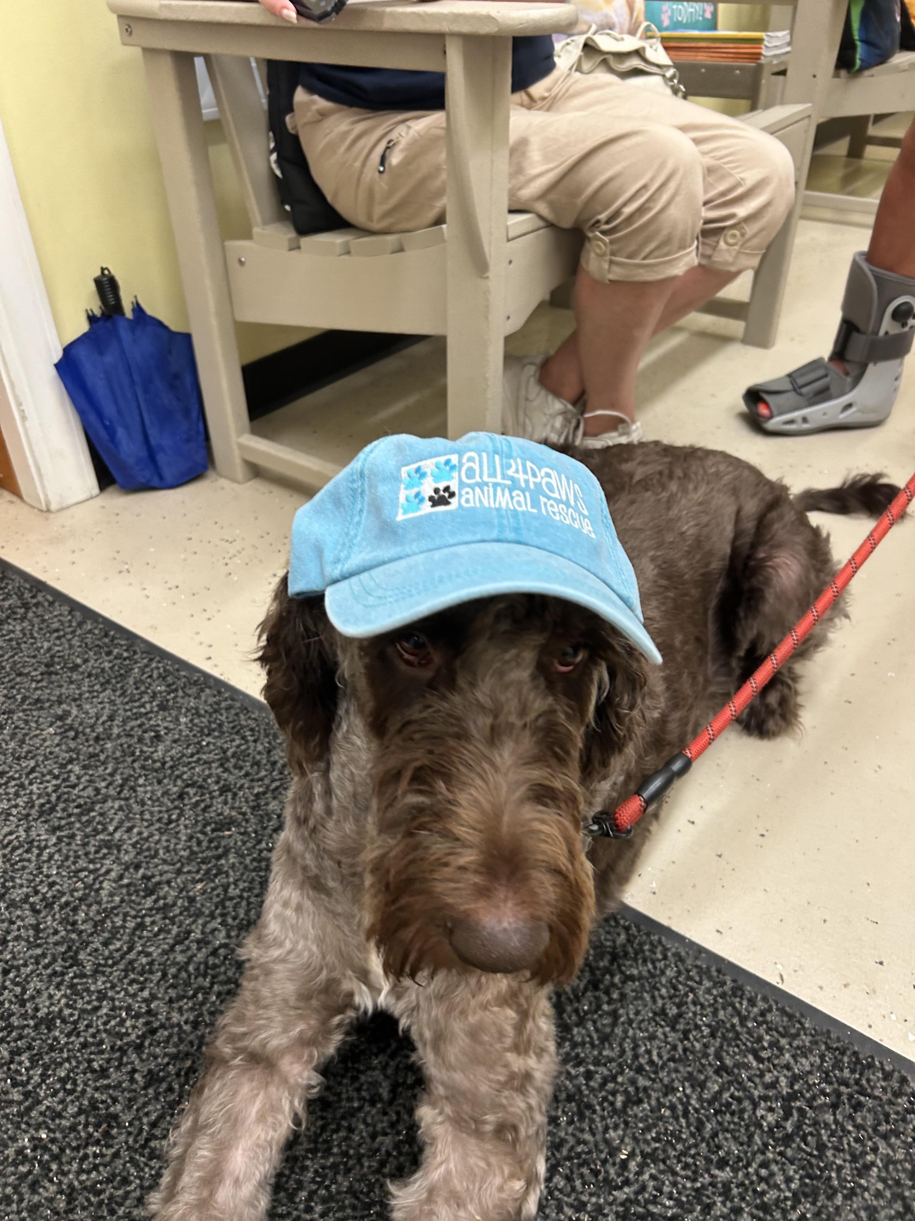 Brownie, adopted, Adult Male Goldendoodle.